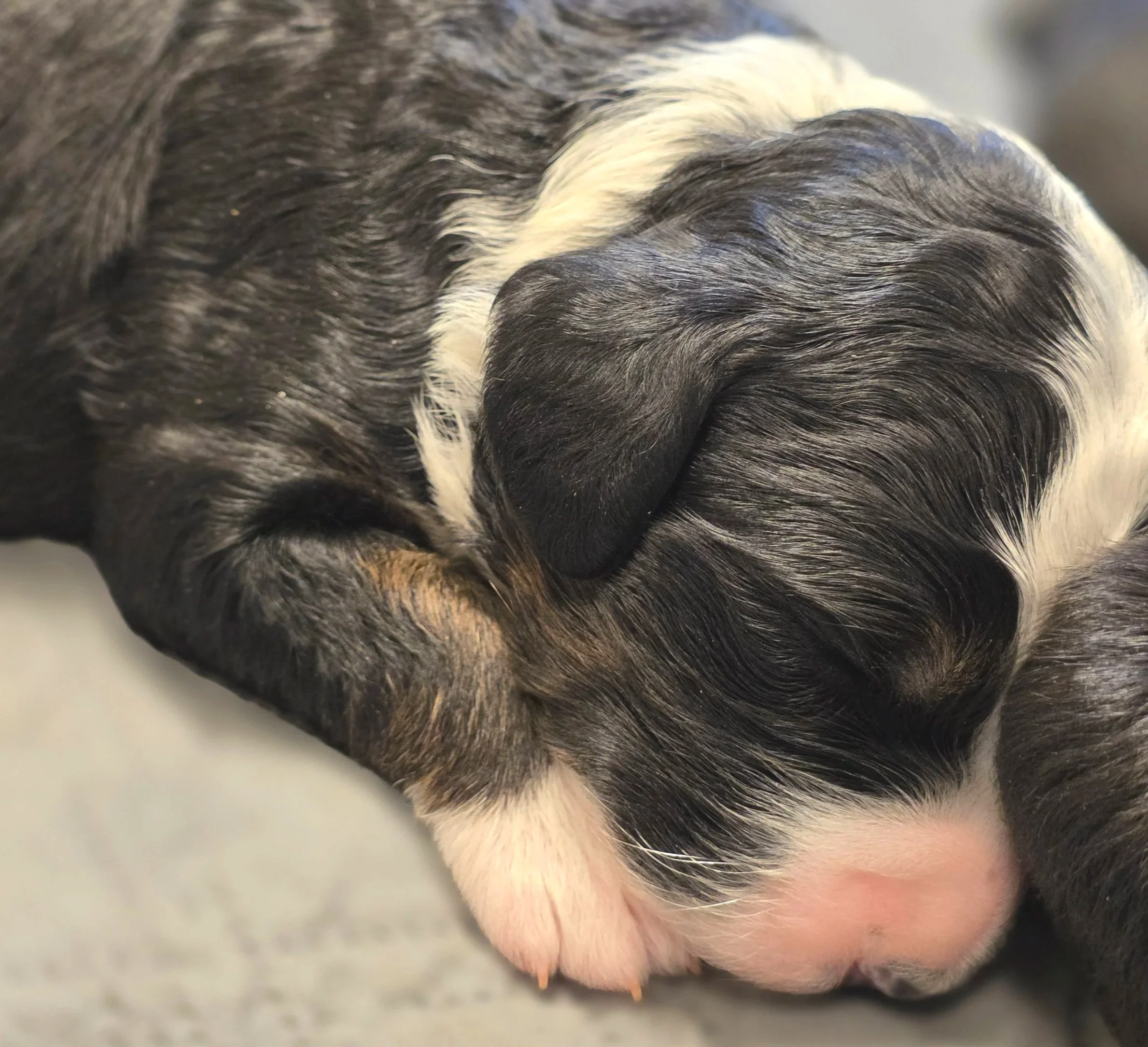 Camellia - Female - Available 