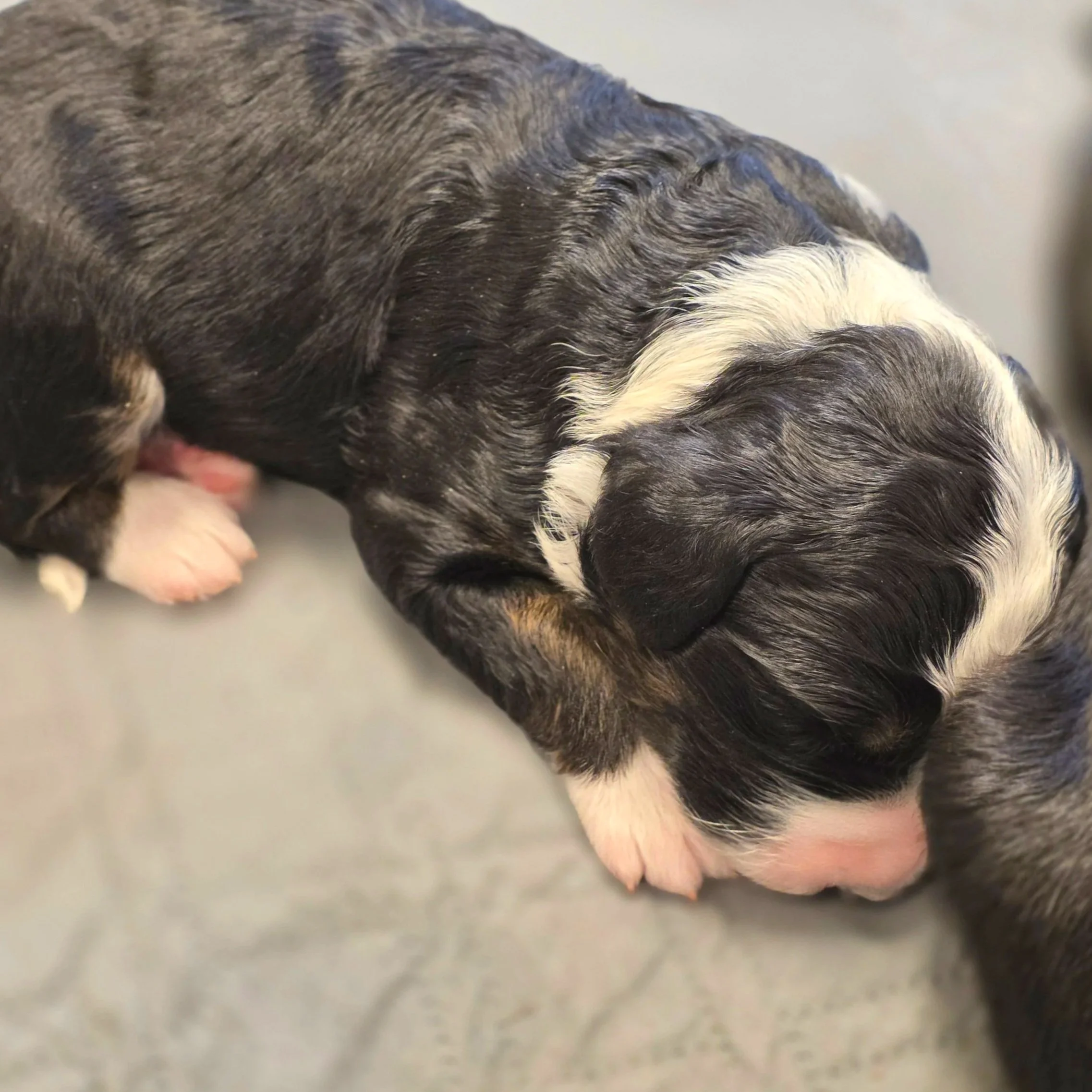 Camellia - Female - Available 