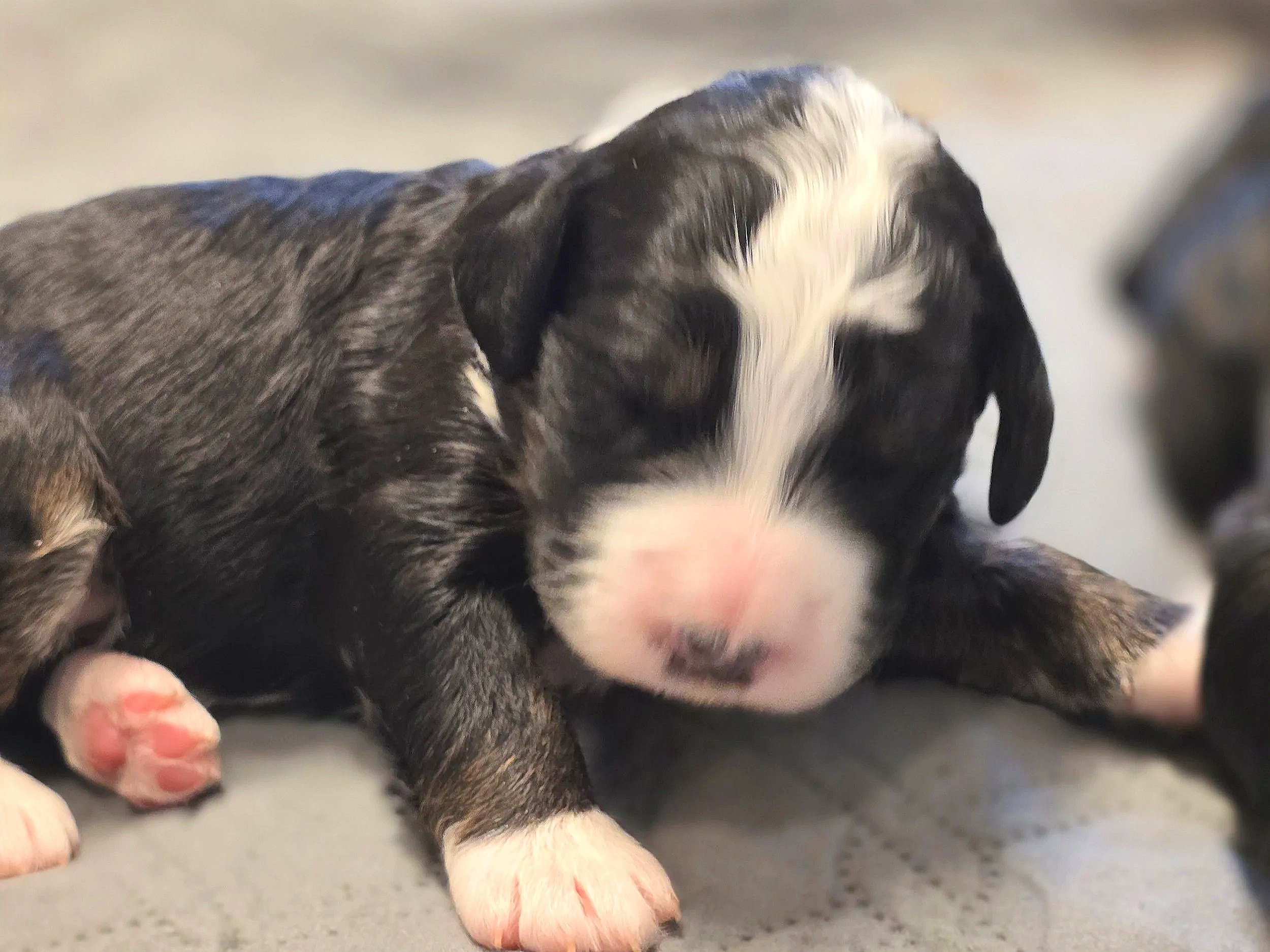 Camellia - Female - Available 