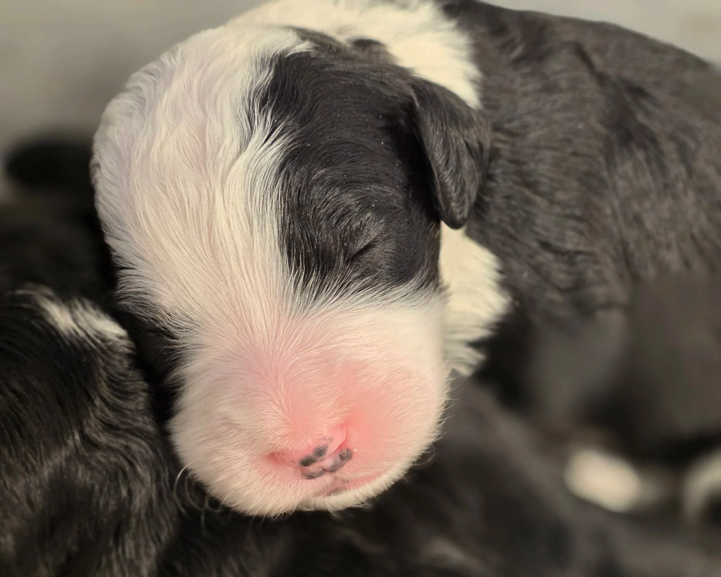 Blossom - Female - Available 