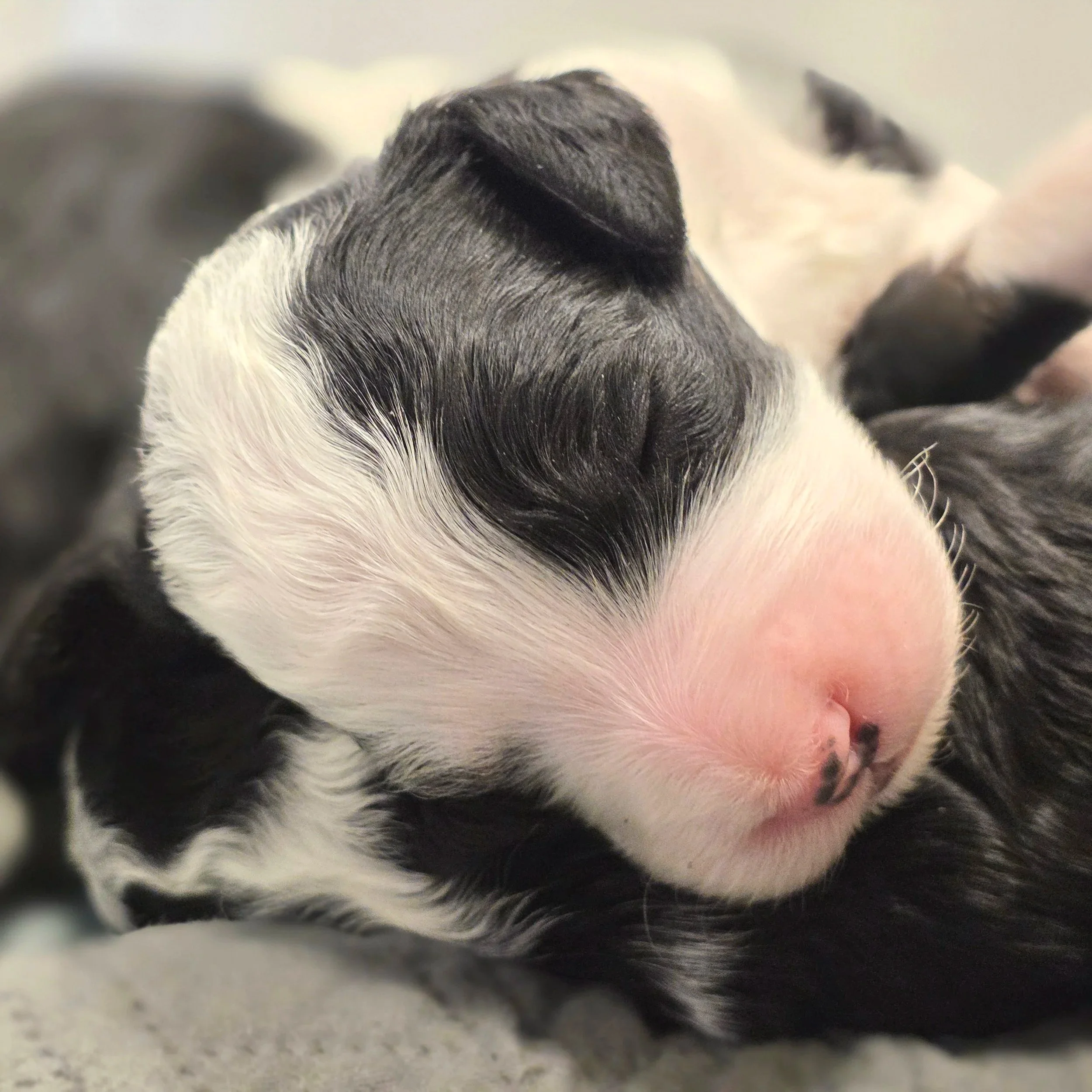 Blossom - Female - Available 