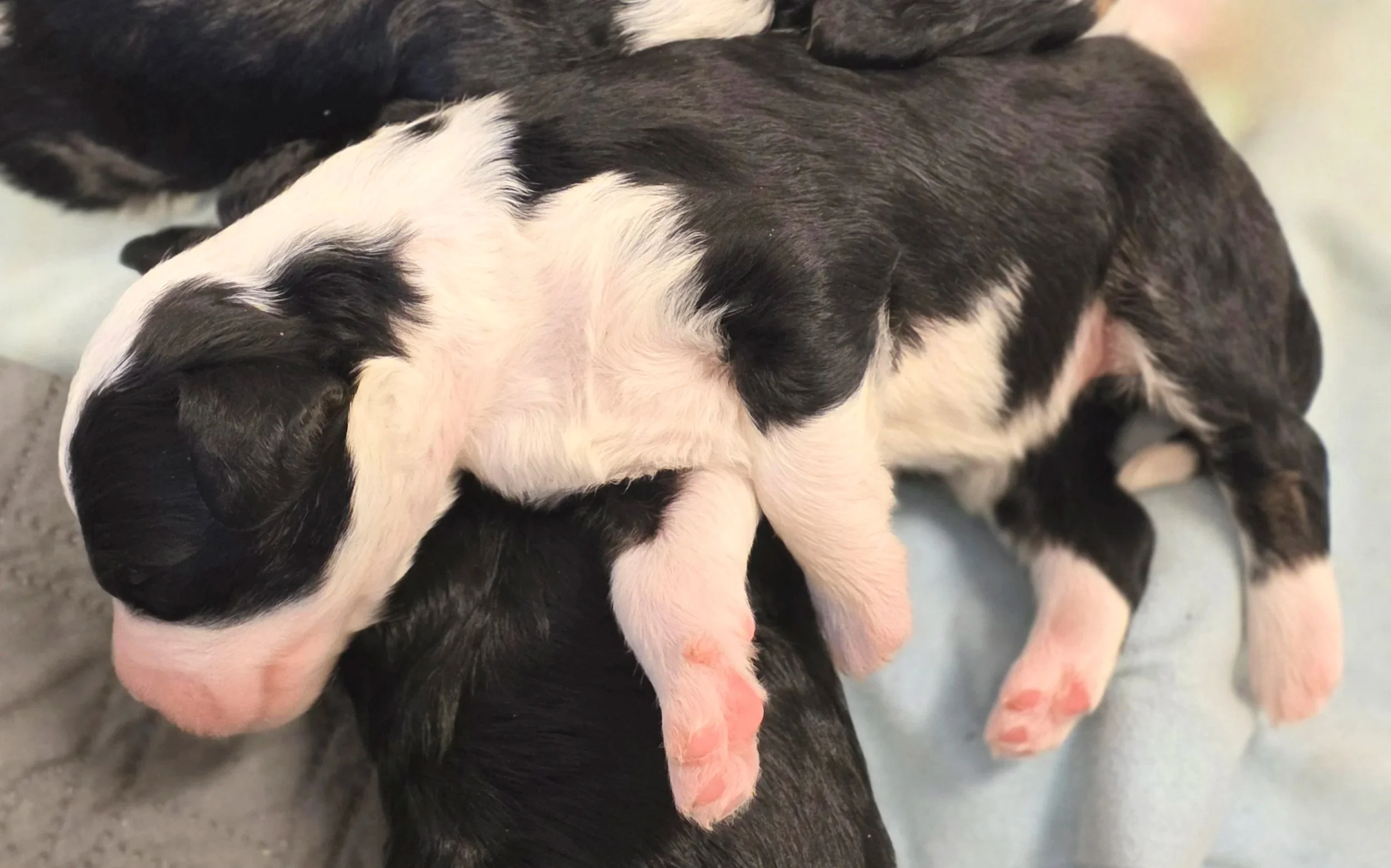 Blossom - Female - Available 