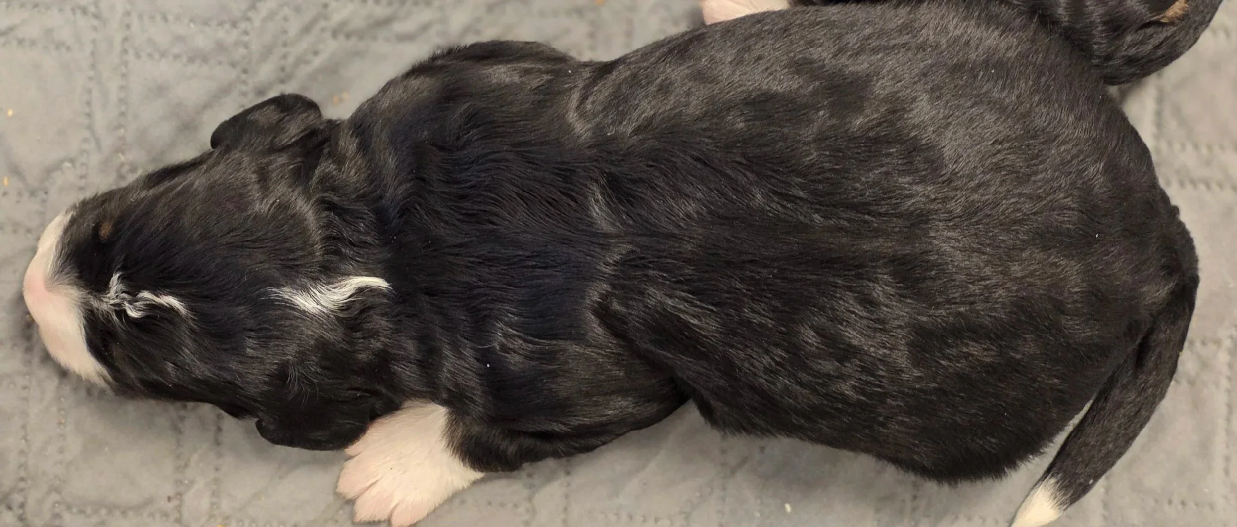 Daisy - Female - Available