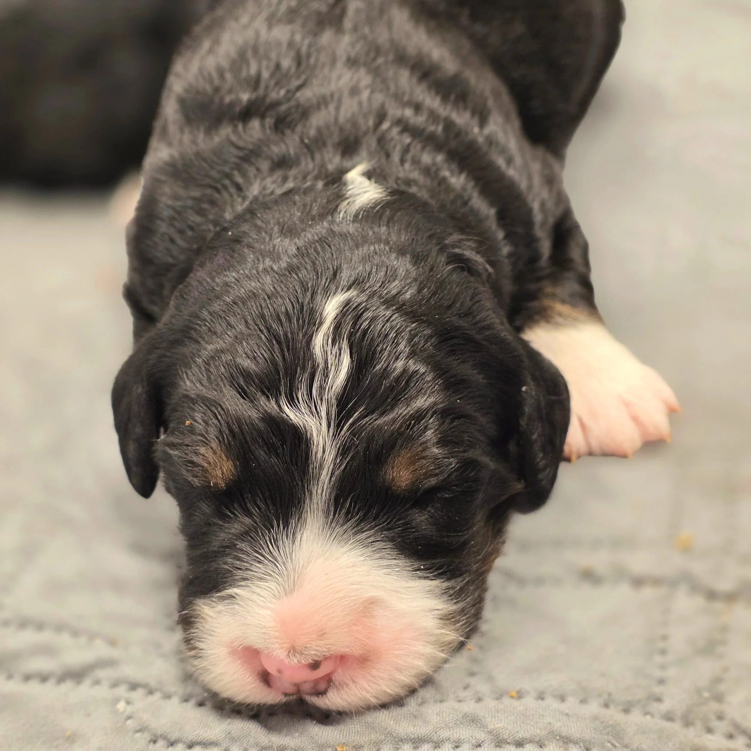 Daisy - Female - Available