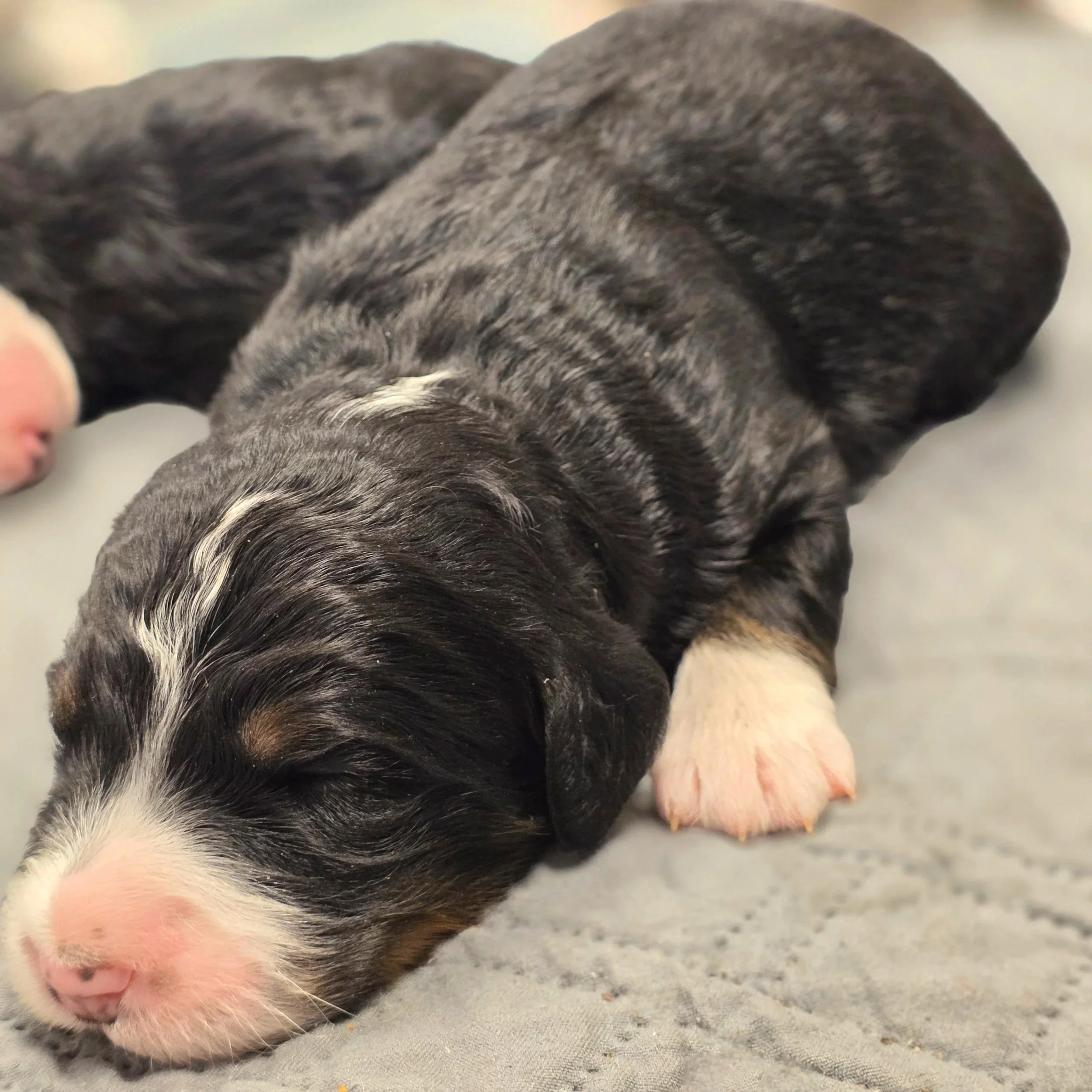 Daisy - Female - Available