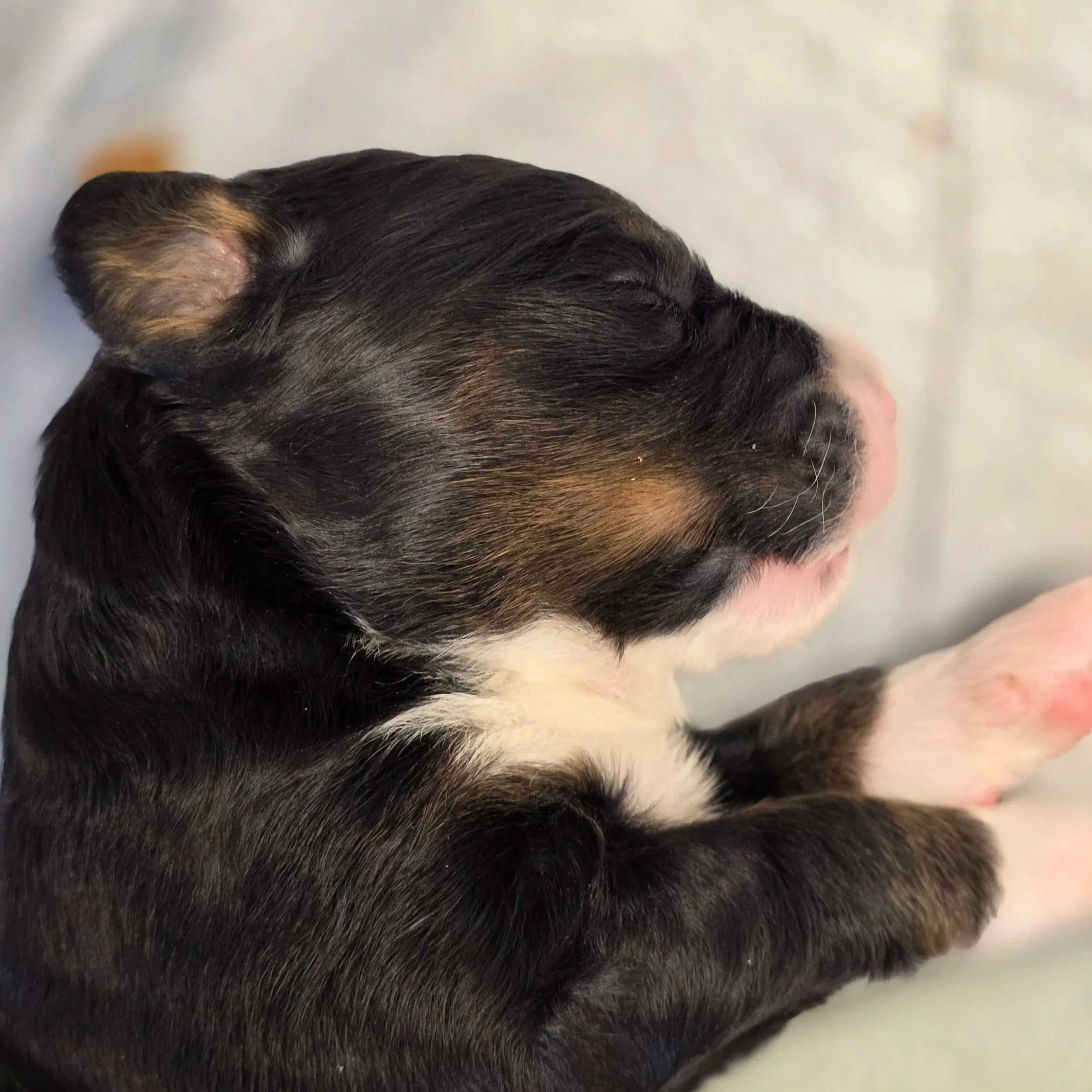 Daisy - Female - Available