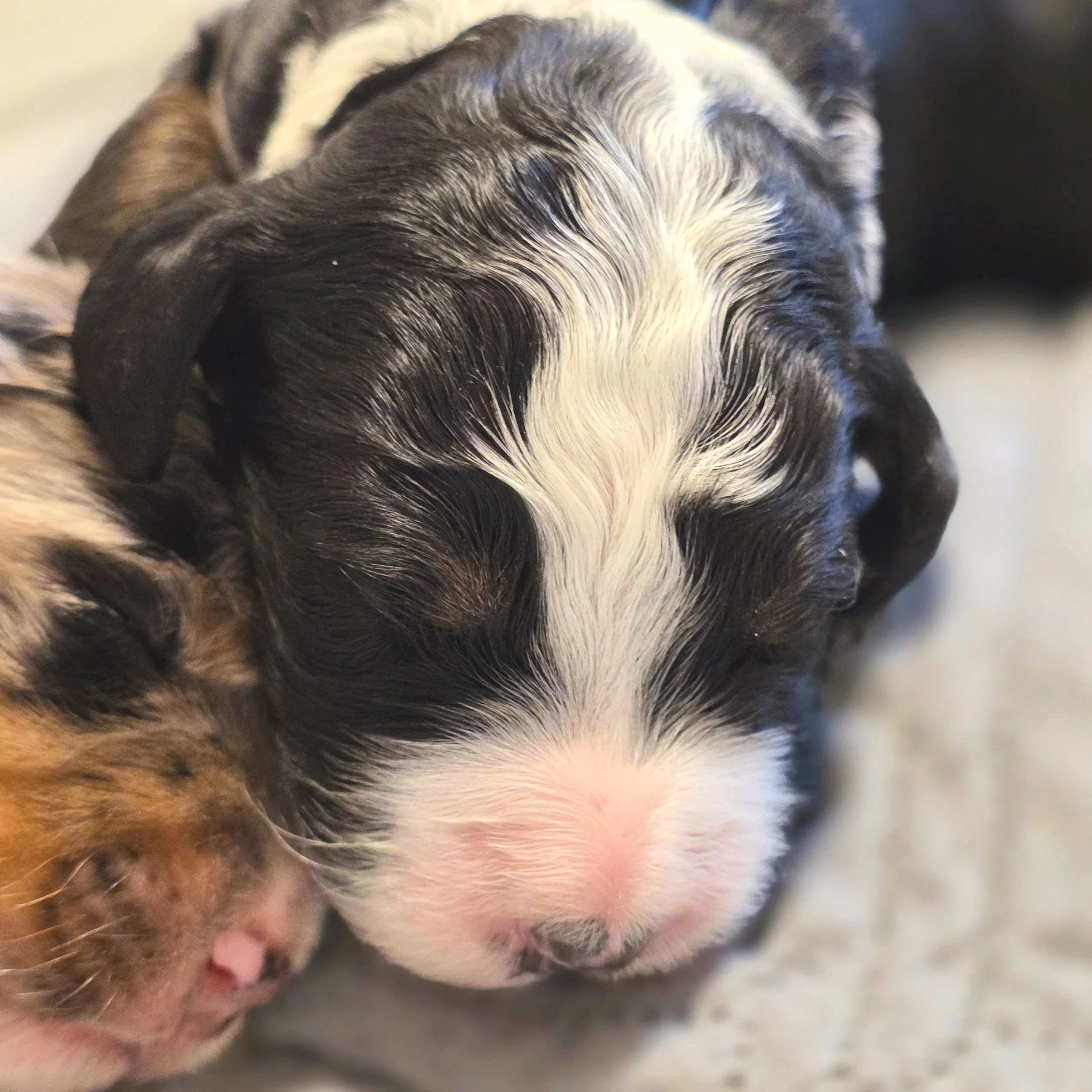 Camellia - Female - Available 