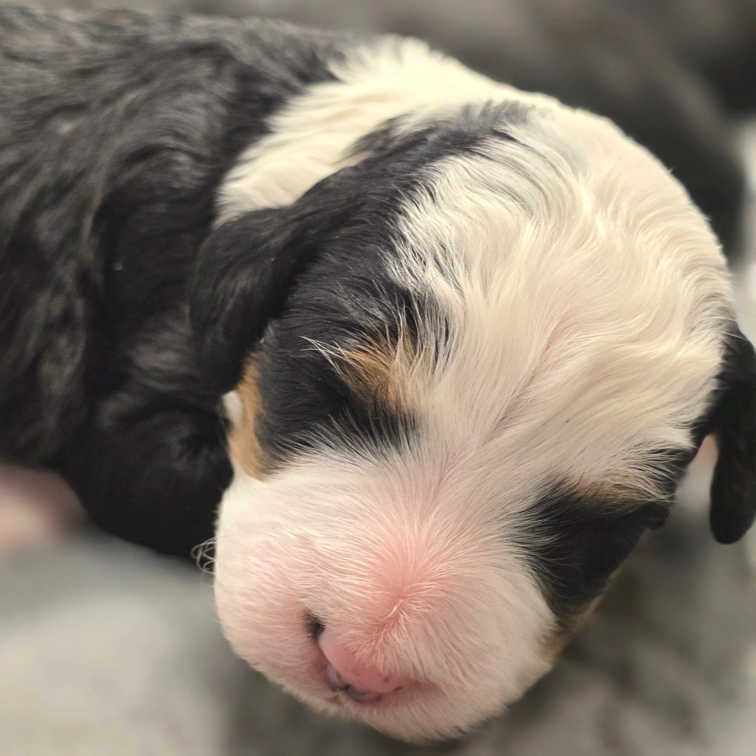 Clover - Female - Available 