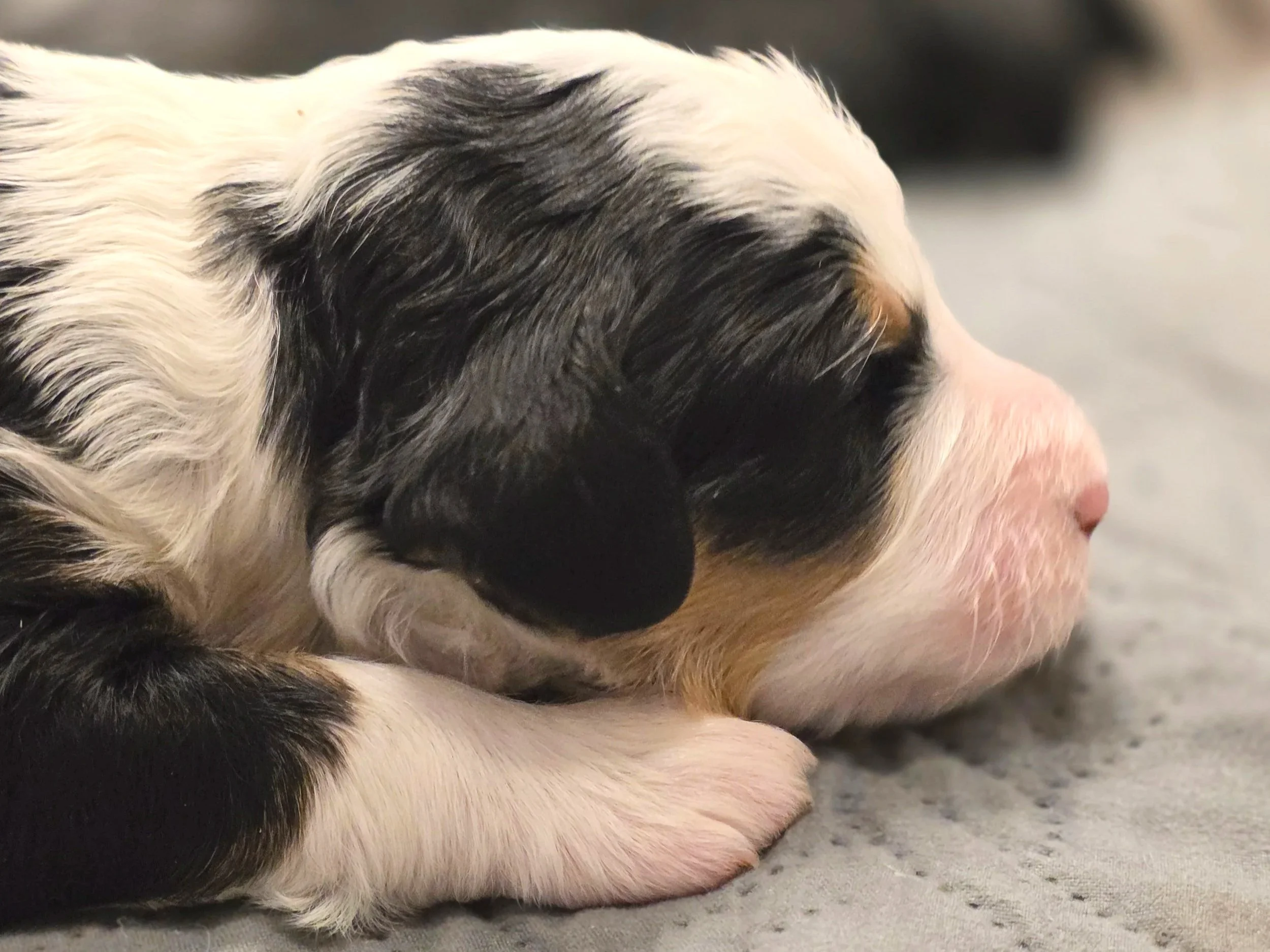 Clover - Female - Available 