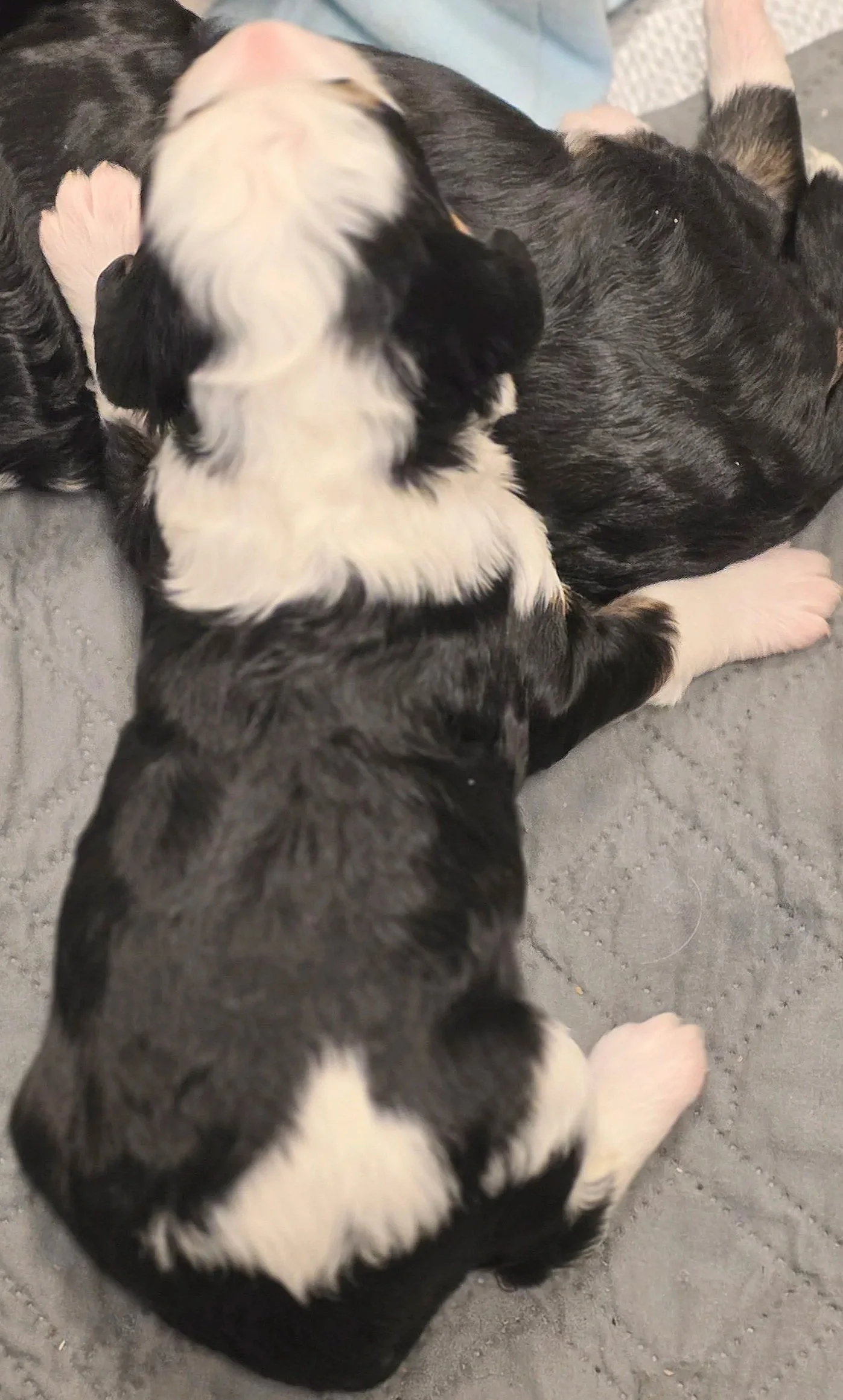 Clover - Female - Available 