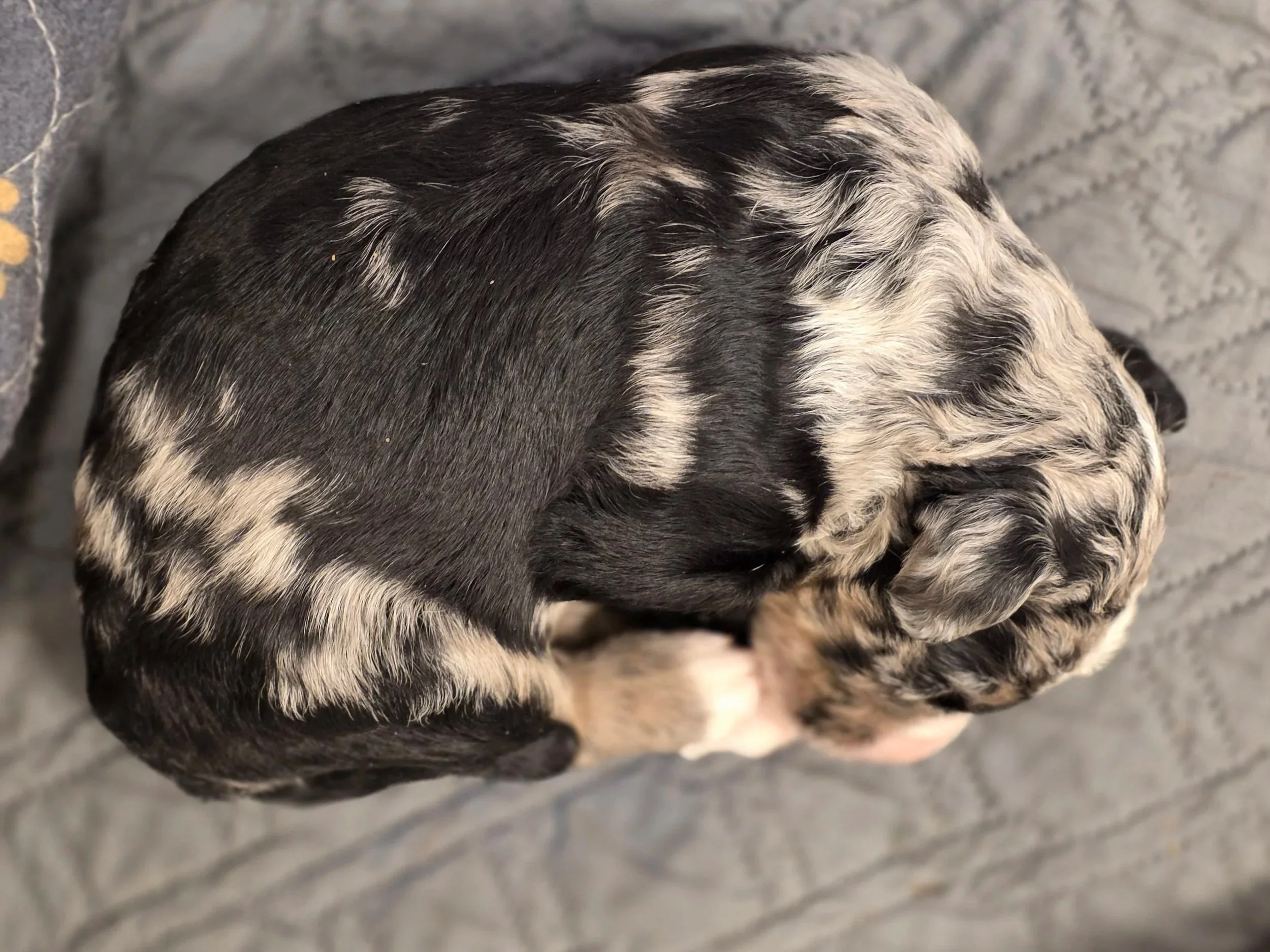 Iris - Female - Available 