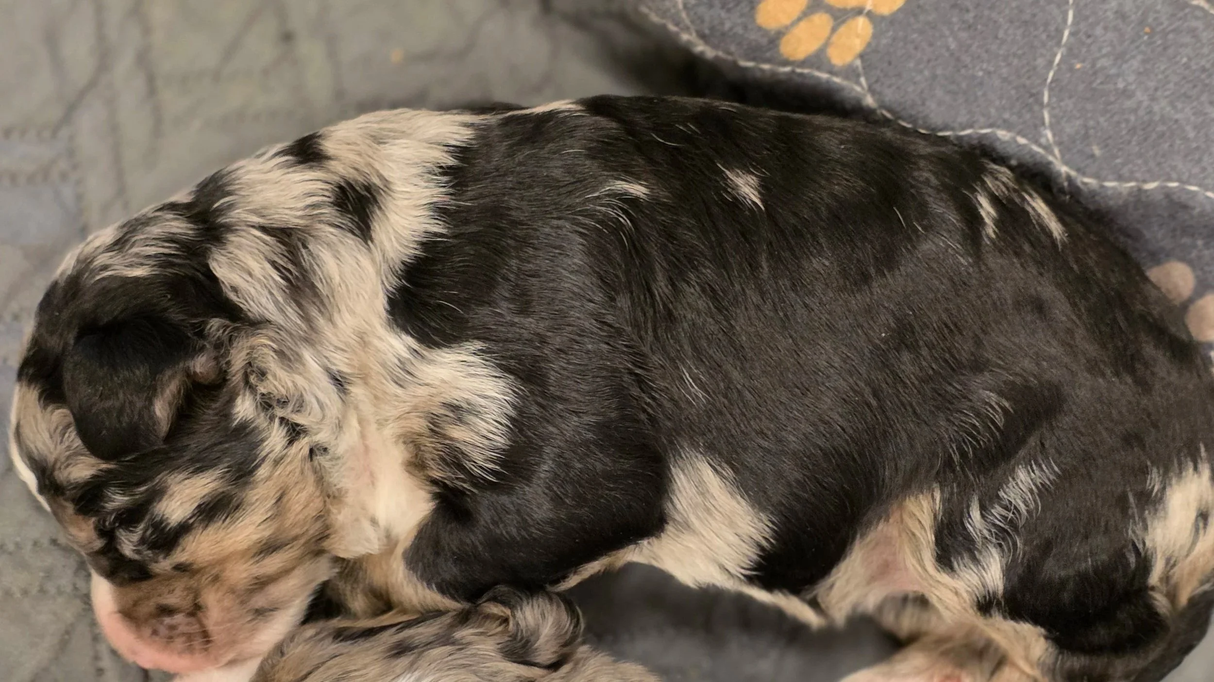 Iris - Female - Available 