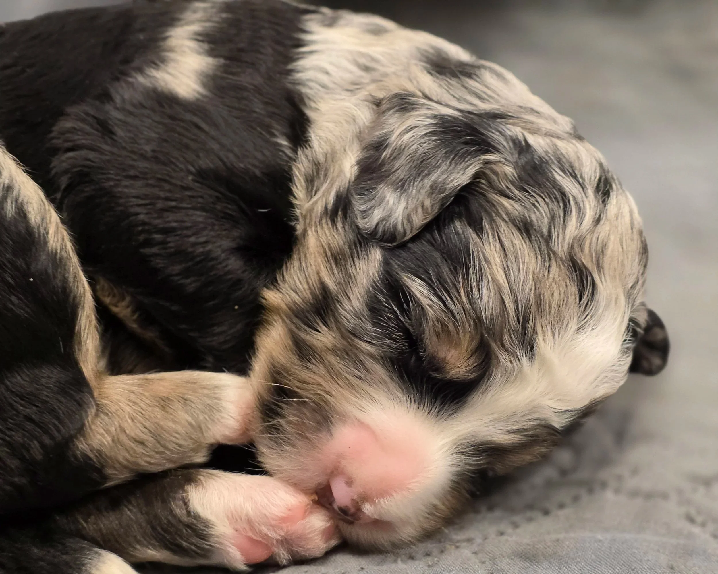 Iris - Female - Available 