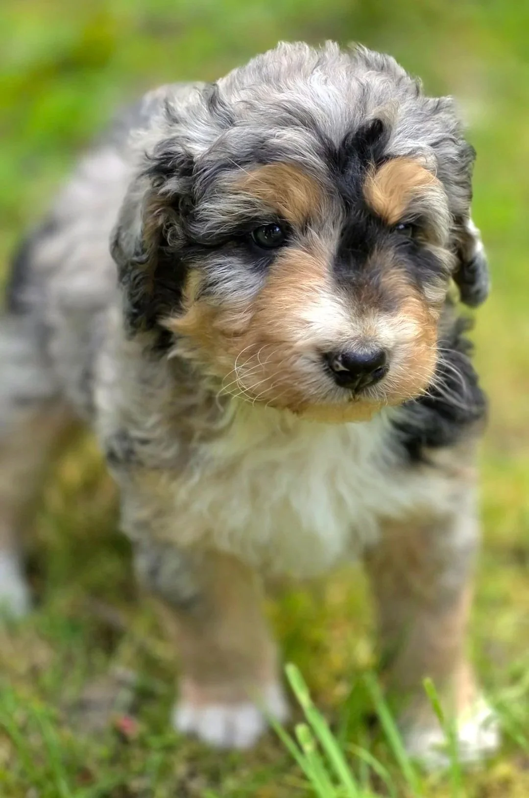 Sugar - Female