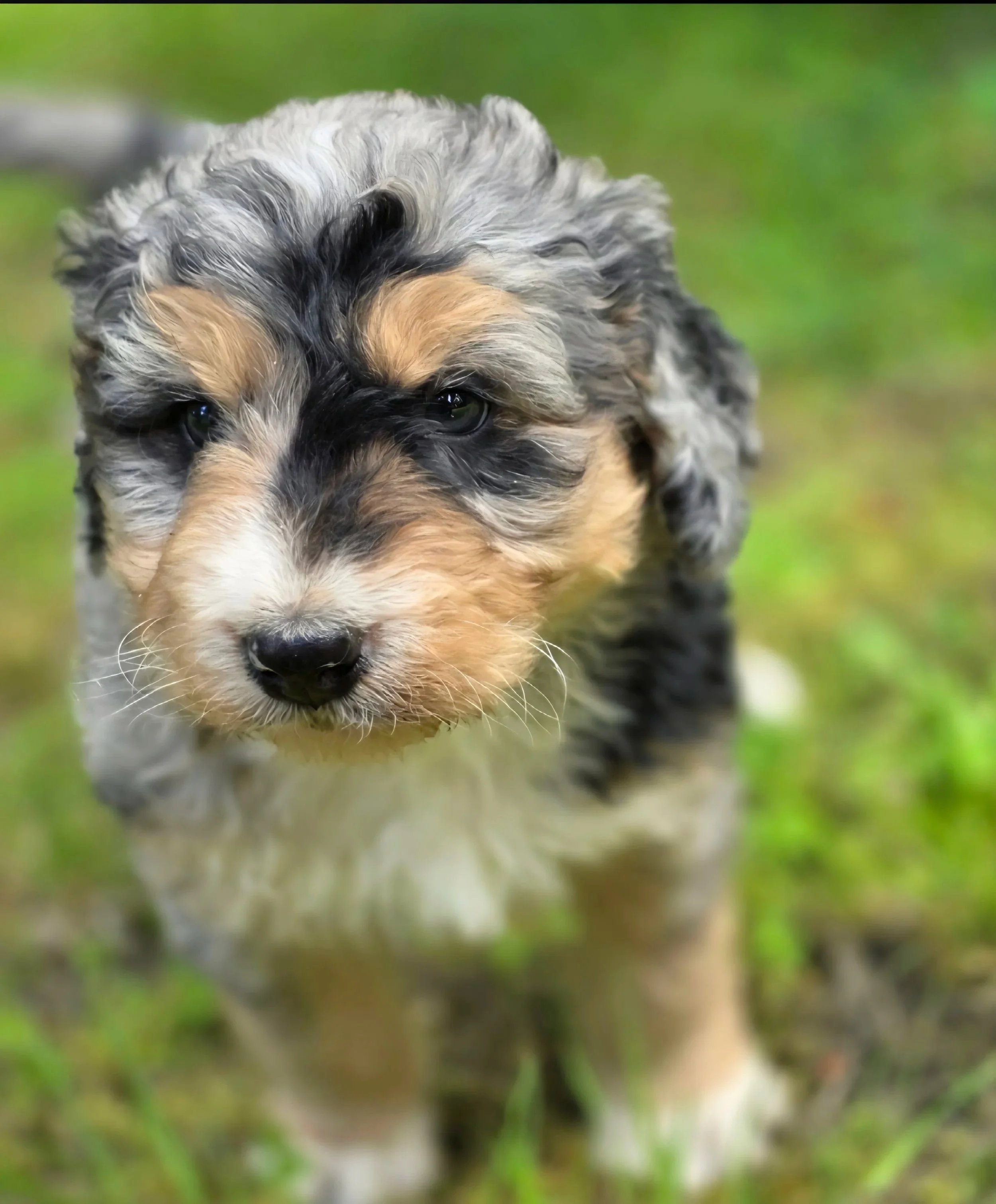 Sugar - Female