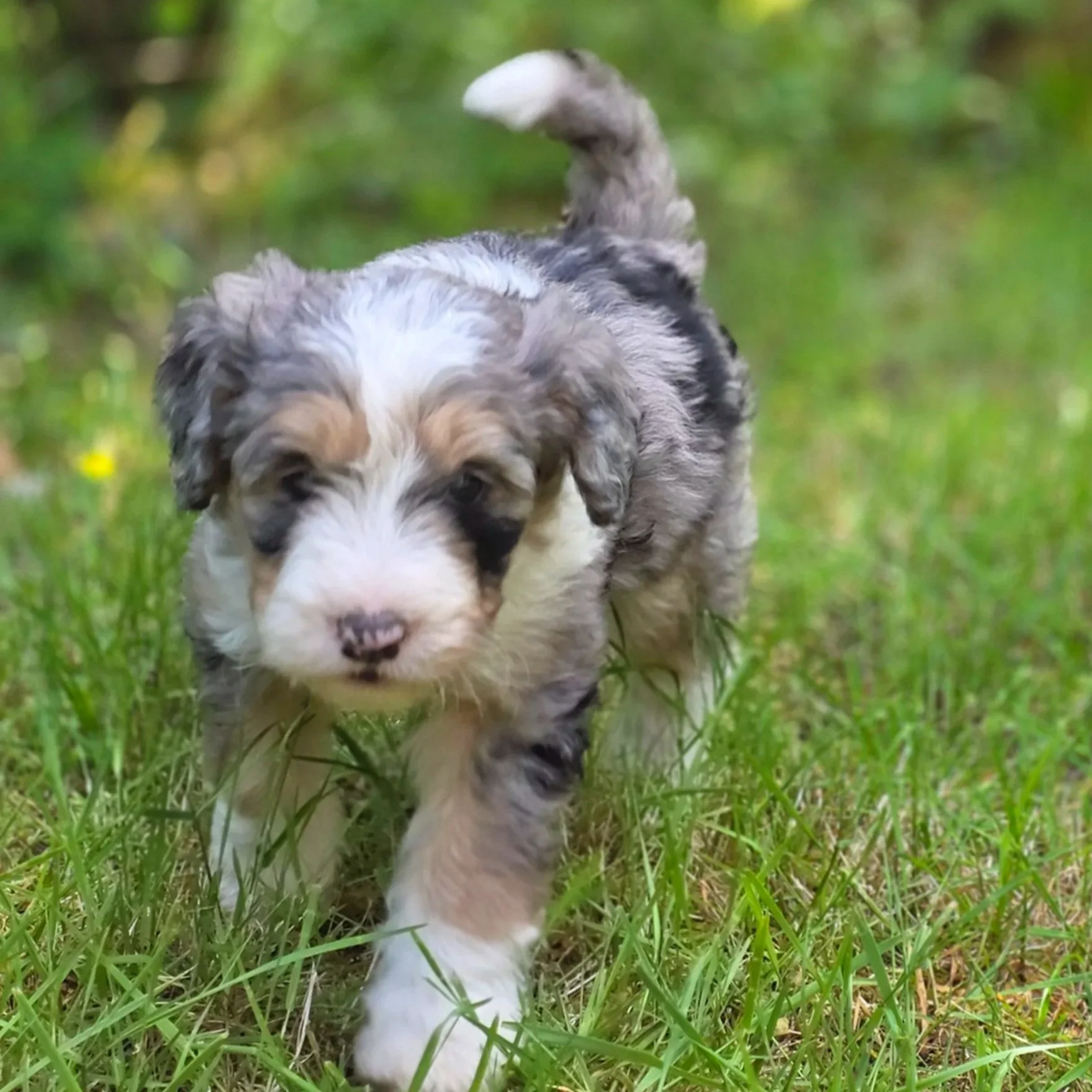 Chili - Female - Reserved