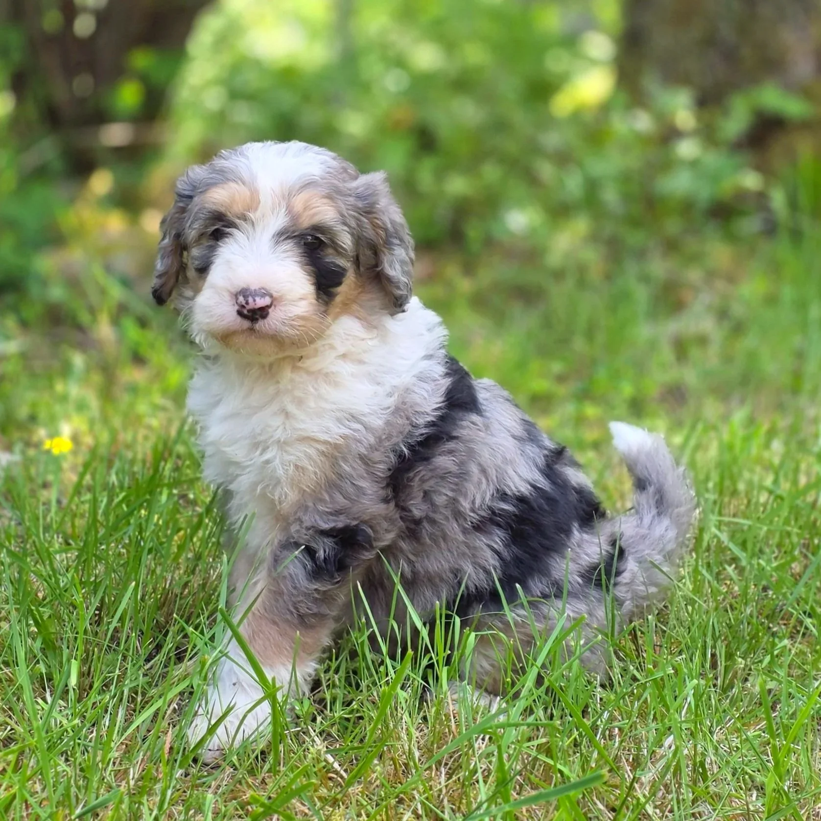 Chili - Female - Reserved
