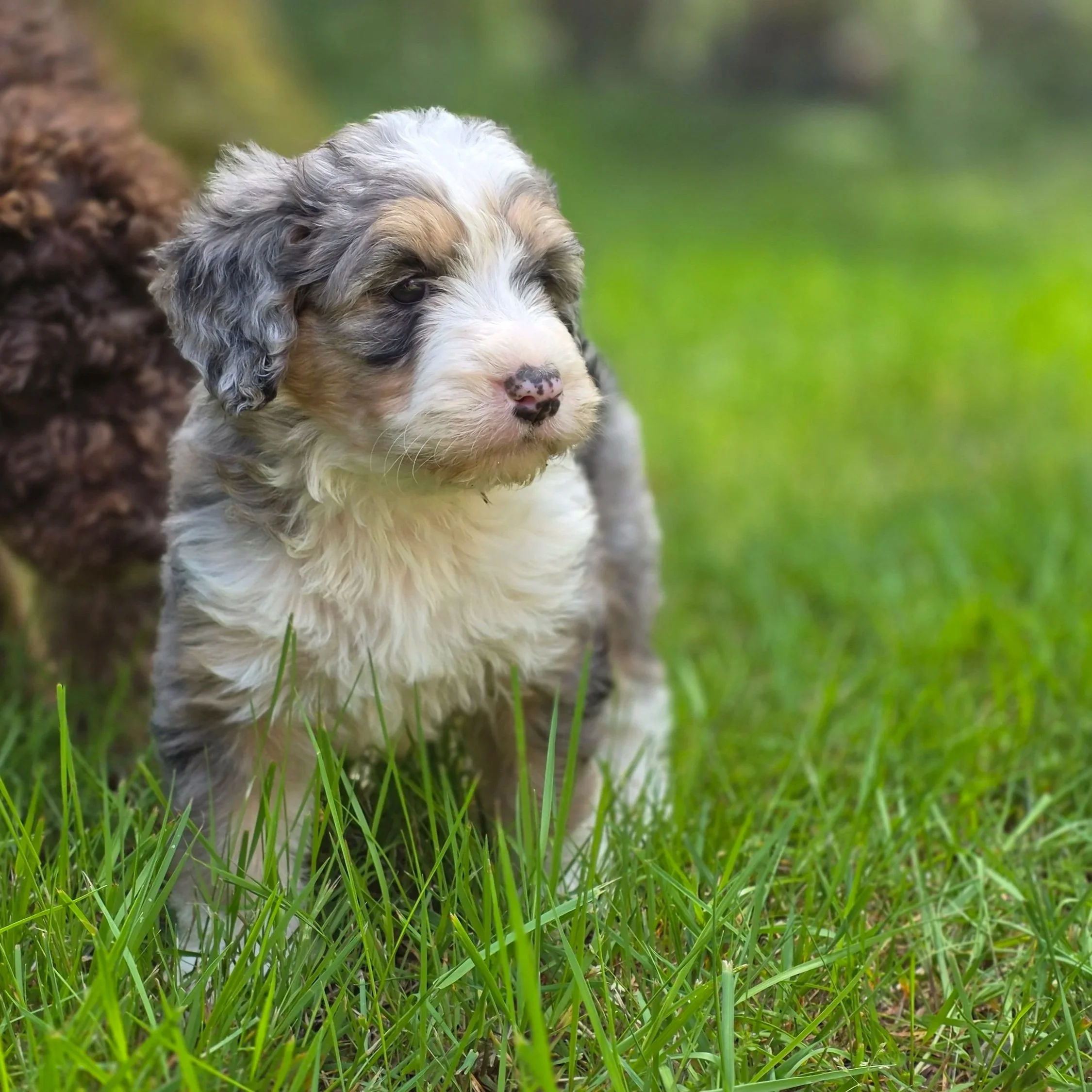 Chili - Female - Reserved