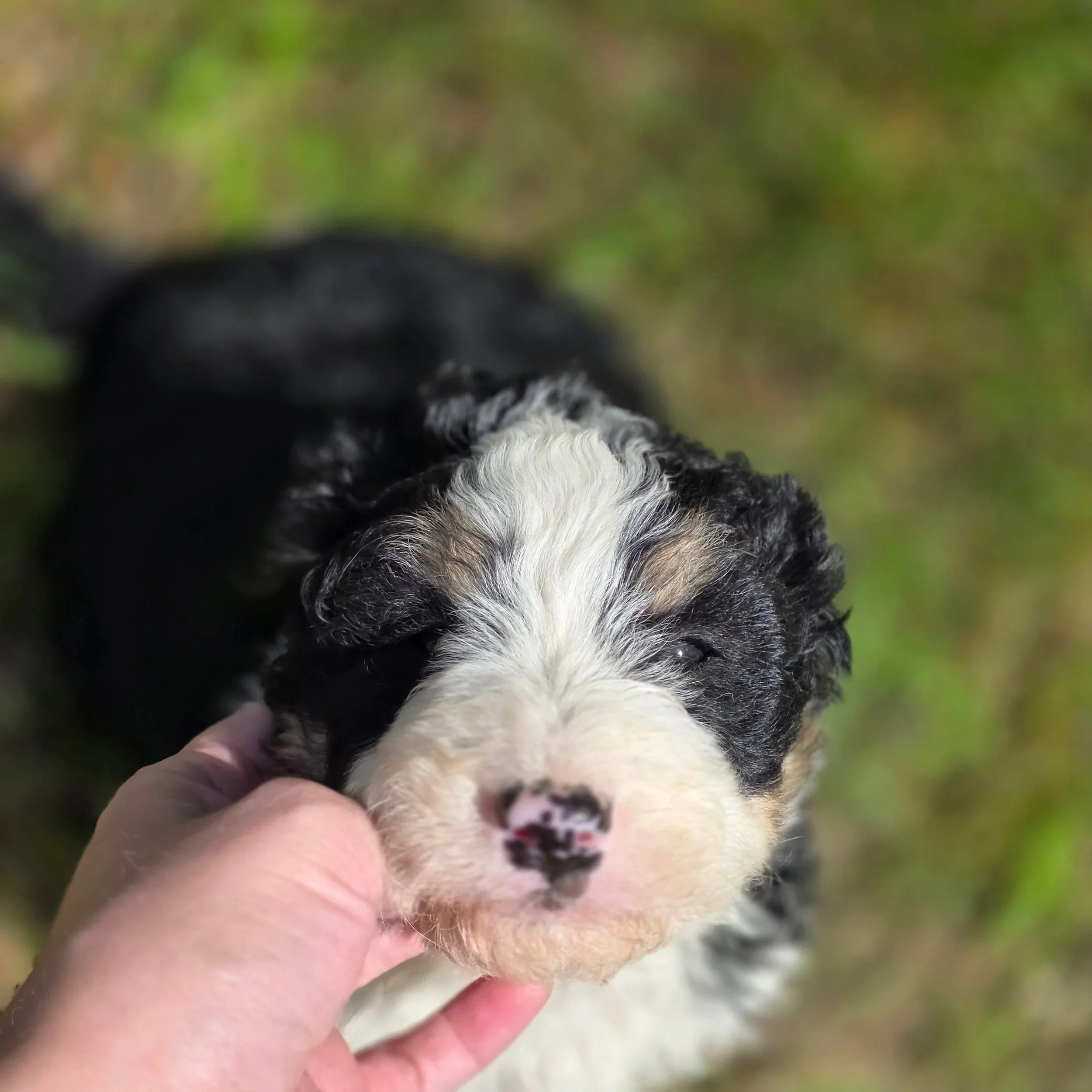 Saffron - Female - Reserved