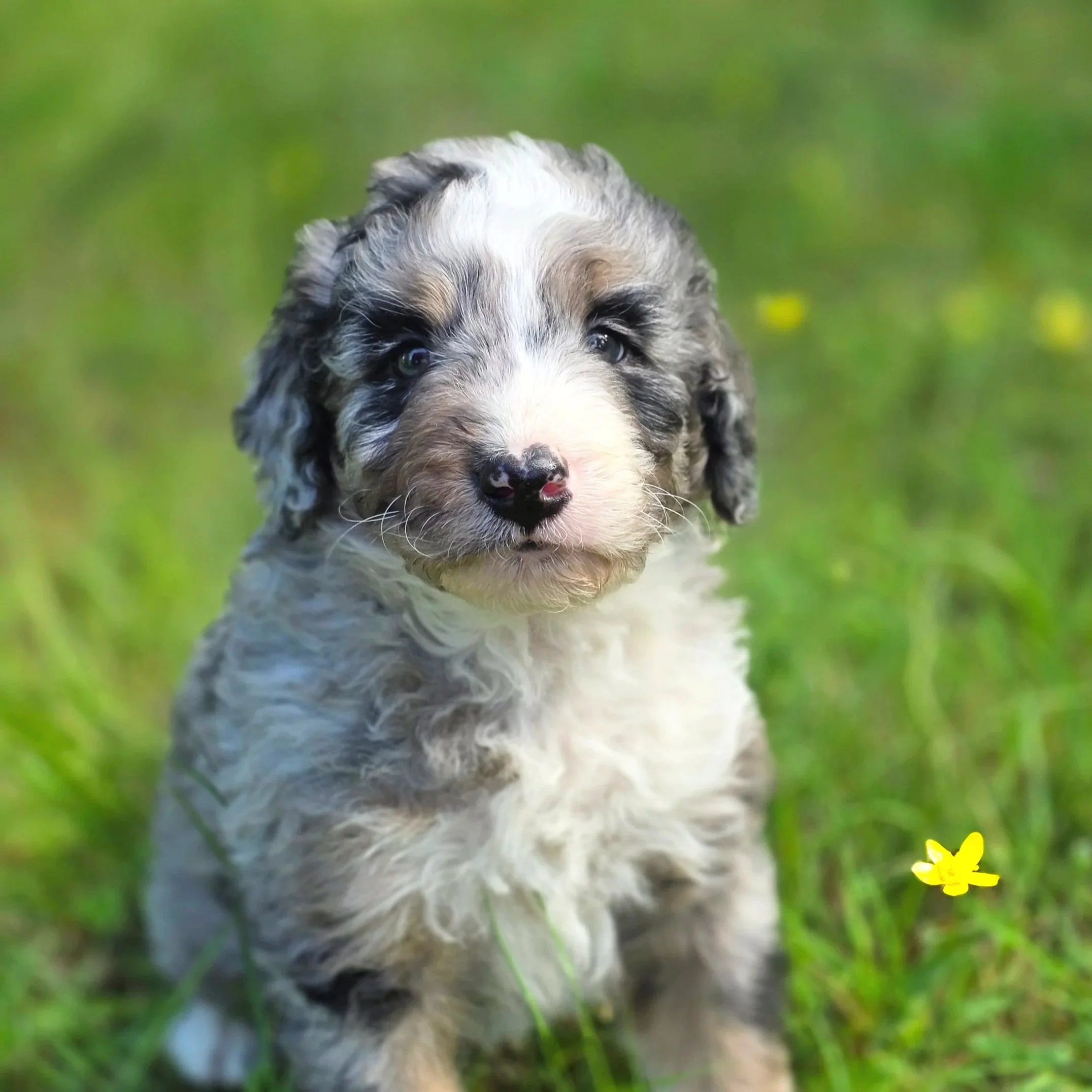 Pepper - Male - Reserved