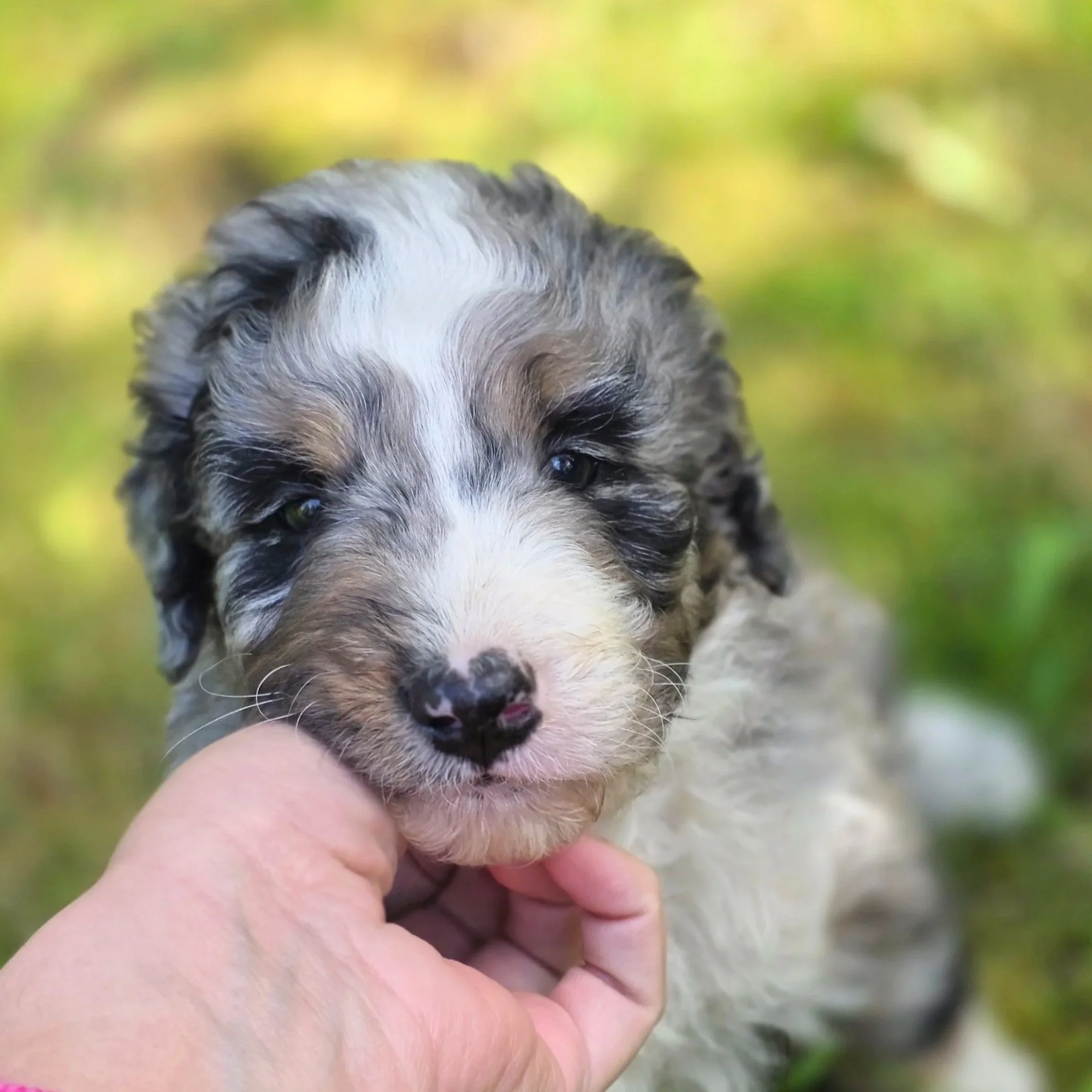 Pepper - Male - Reserved