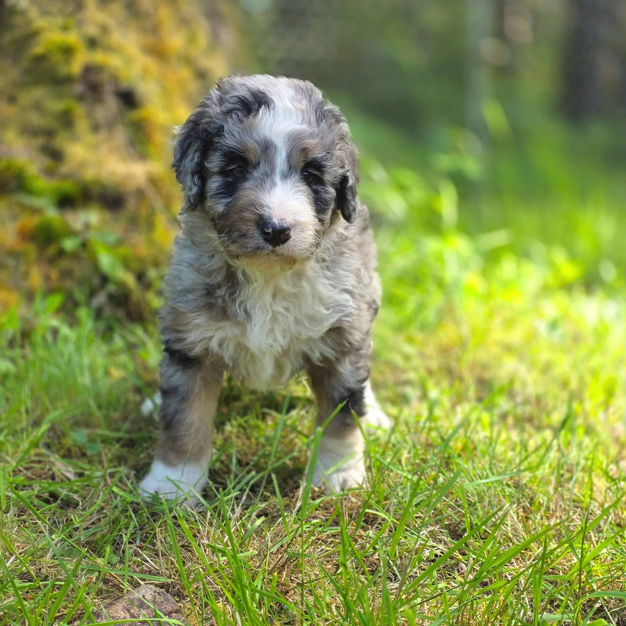 Pepper - Male - Reserved