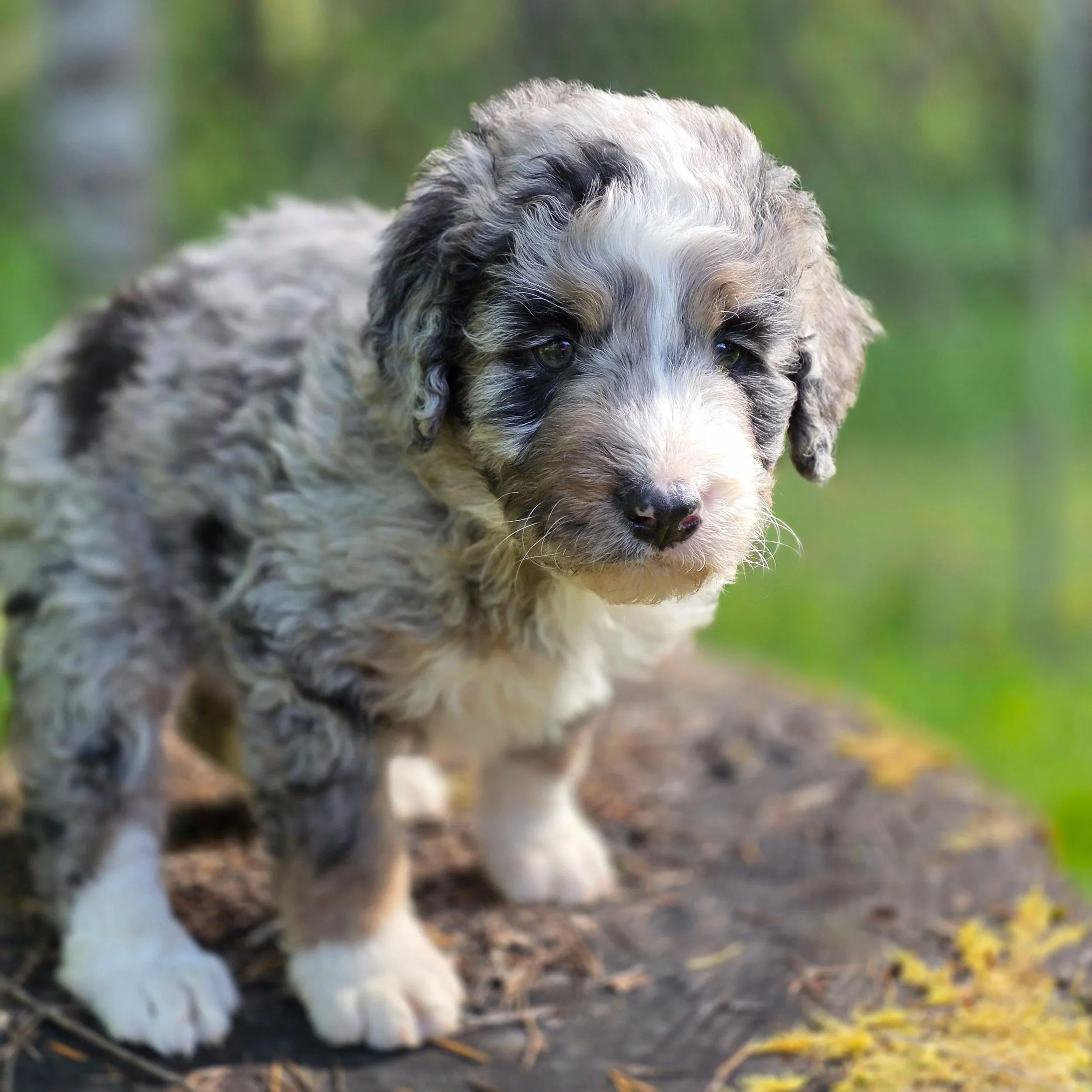 Pepper - Male - Reserved