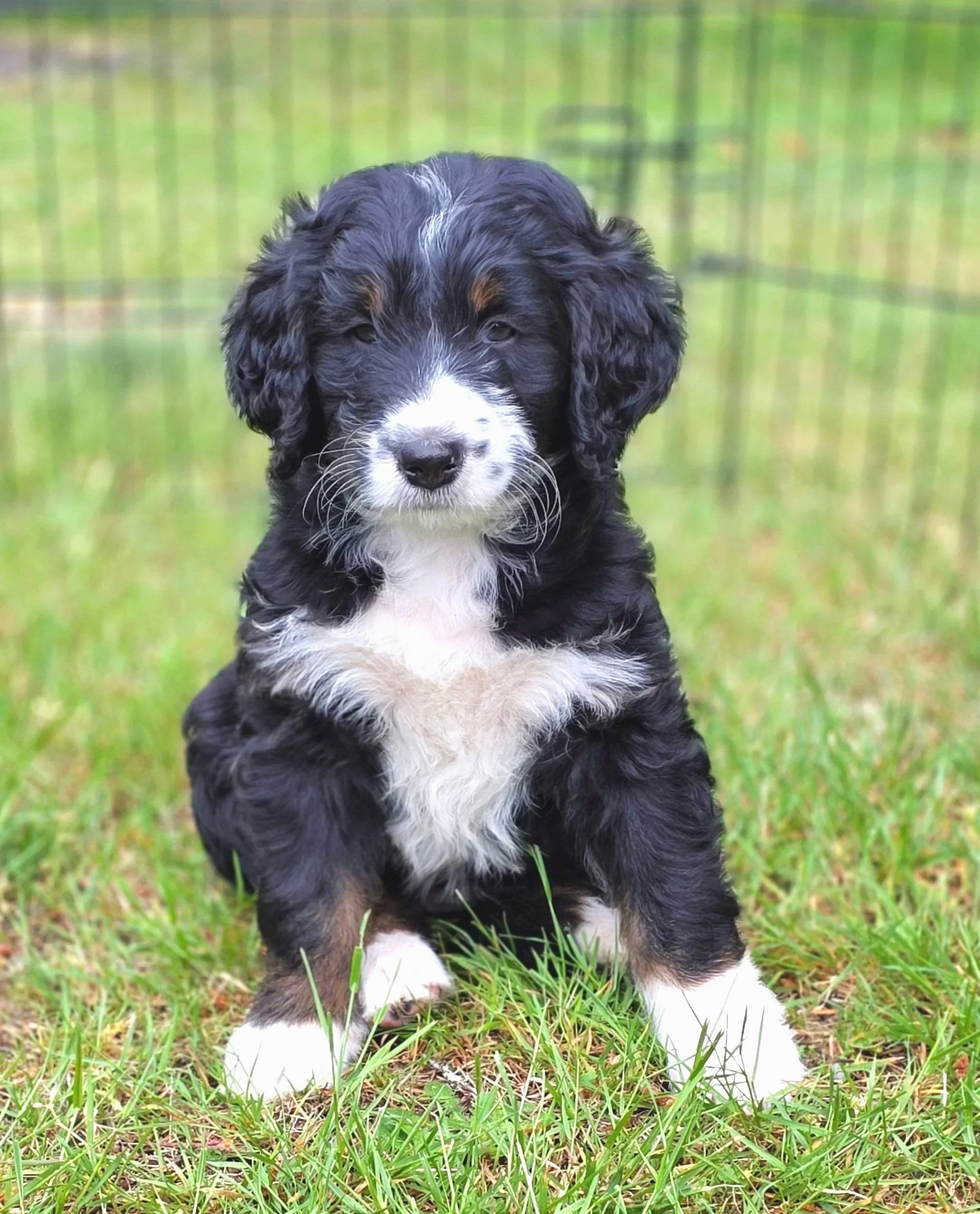 Daisy - Female - Reserved