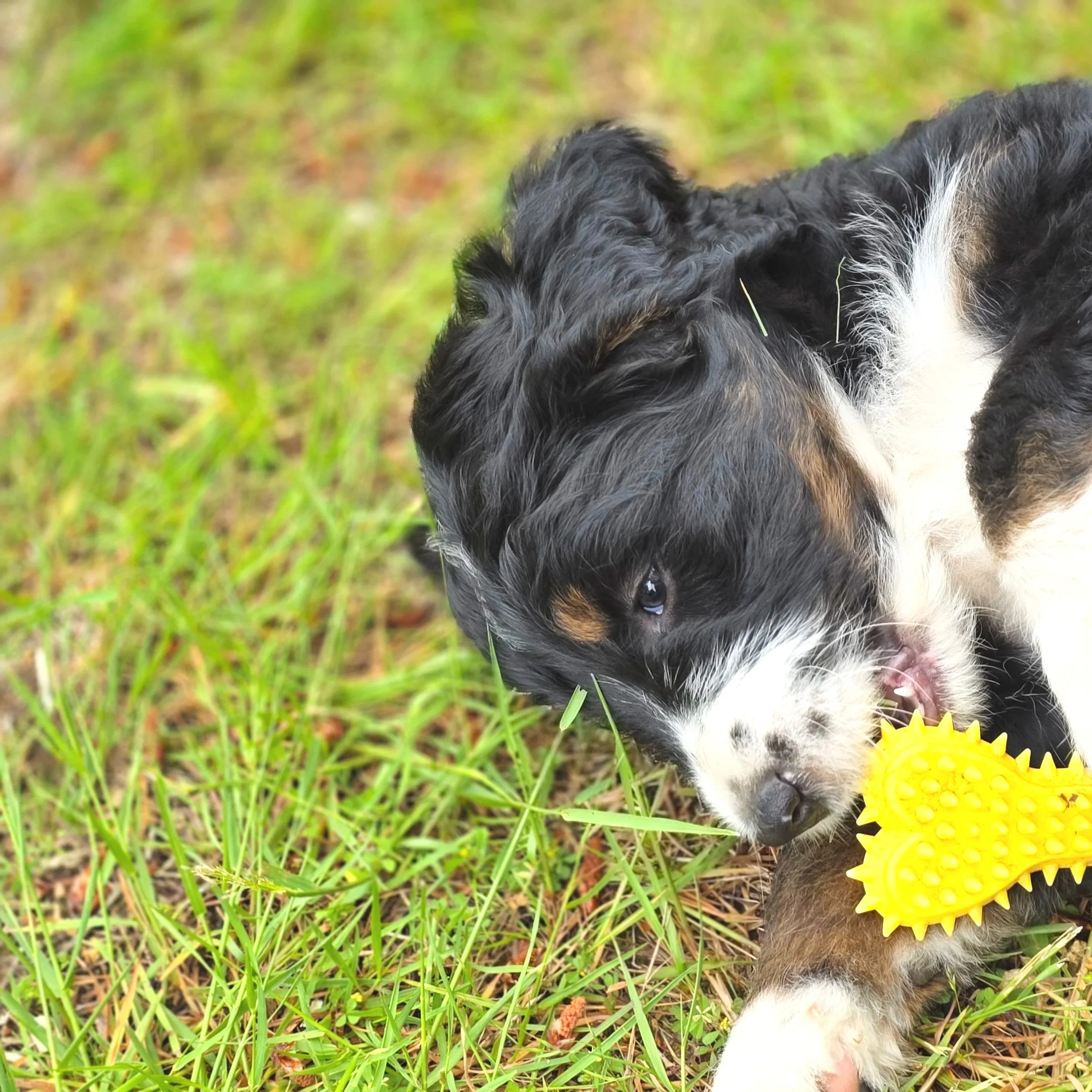 Daisy - Female - Reserved
