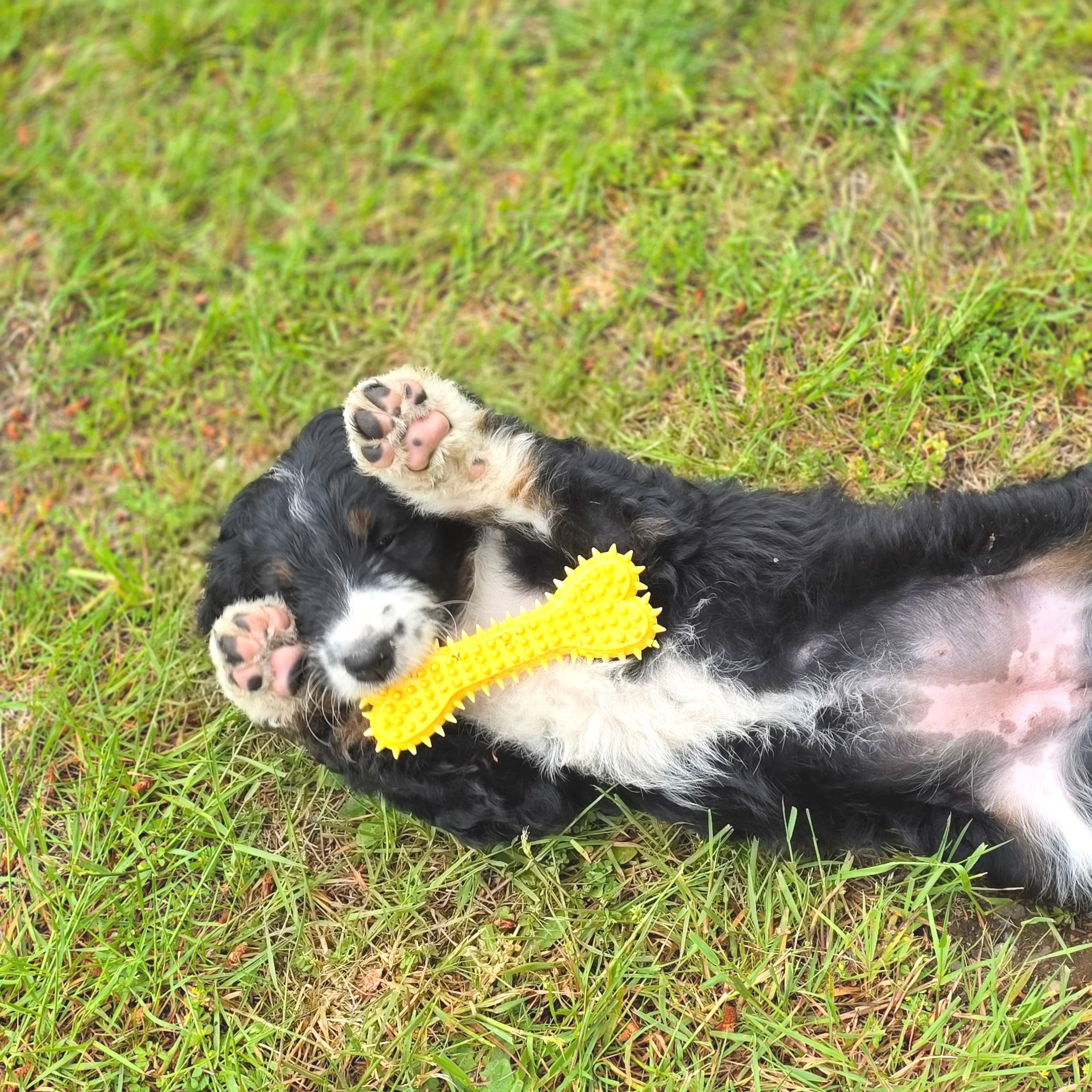 Daisy - Female - Reserved