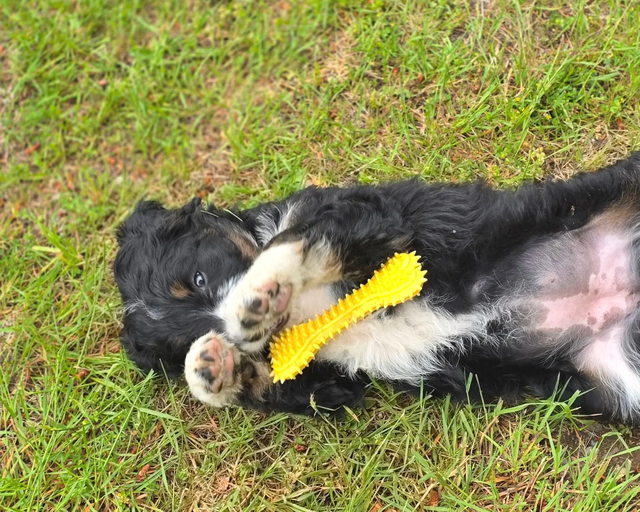 Daisy - Female - Reserved
