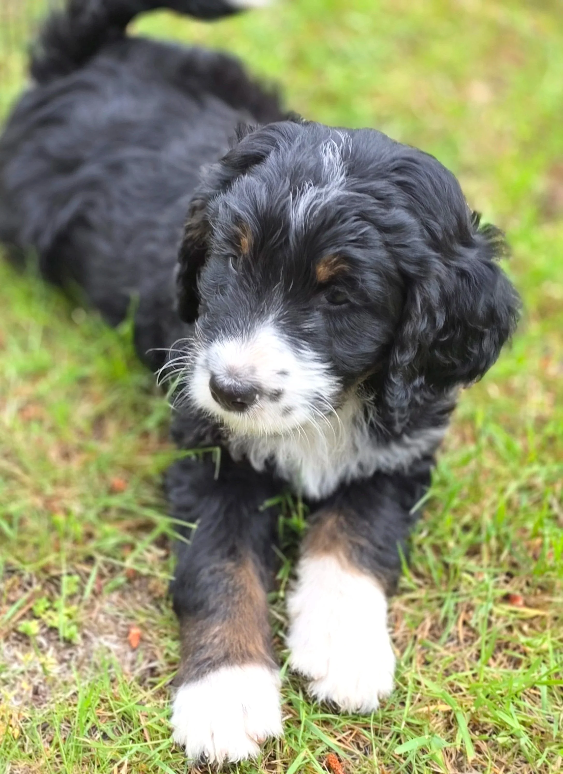 Daisy - Female - Reserved