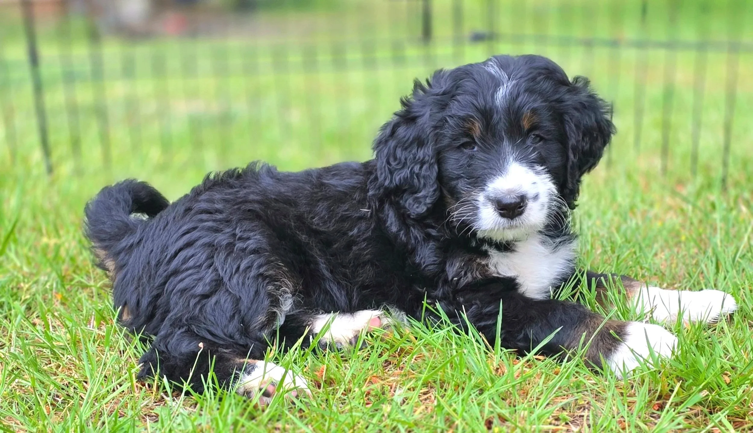 Daisy - Female - Reserved