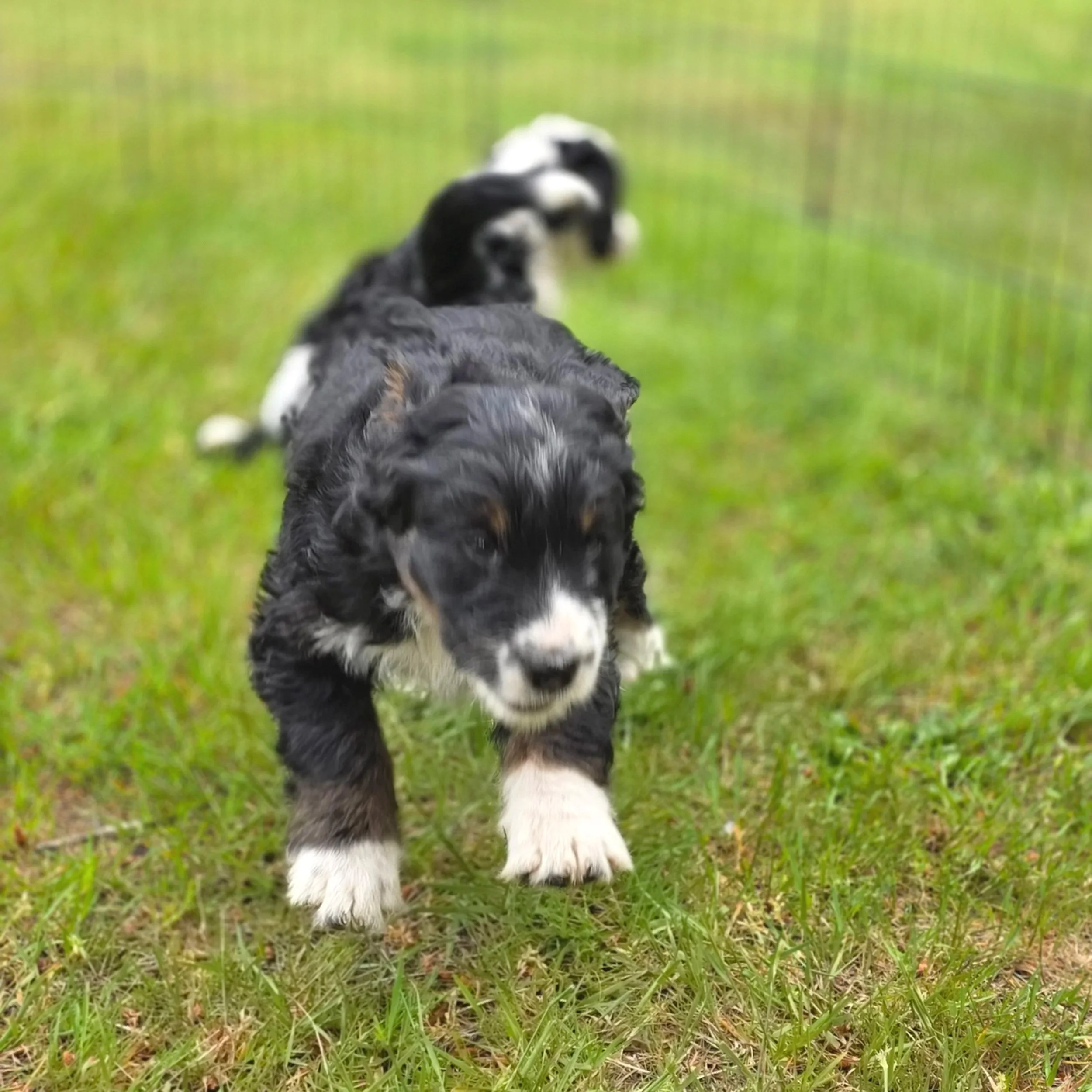 Daisy - Female - Reserved