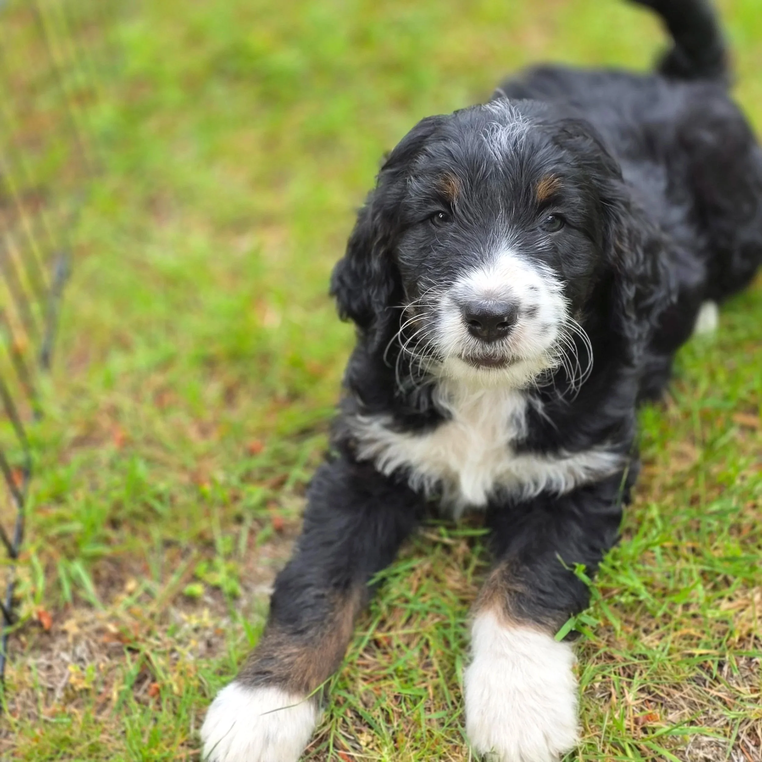 Daisy - Female - Reserved