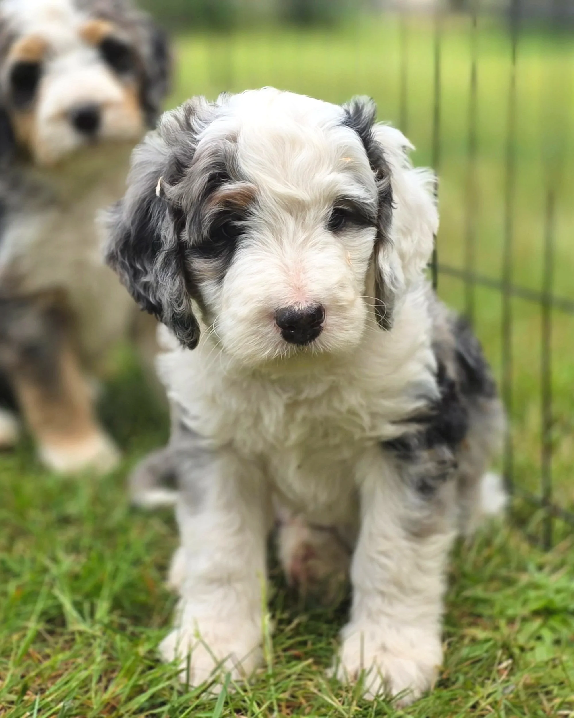 Cedar - Male - Reserved