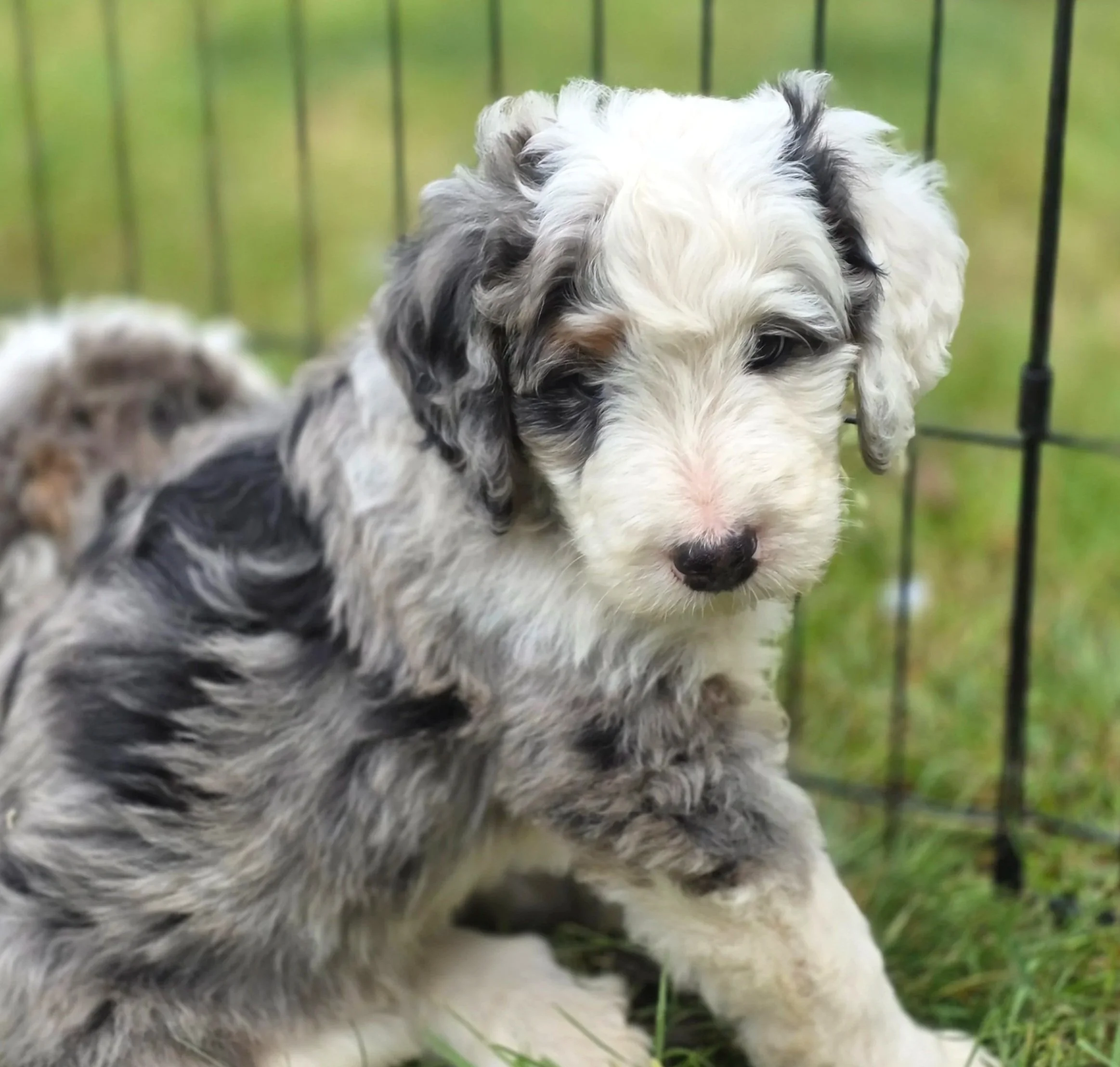 Cedar - Male - Reserved