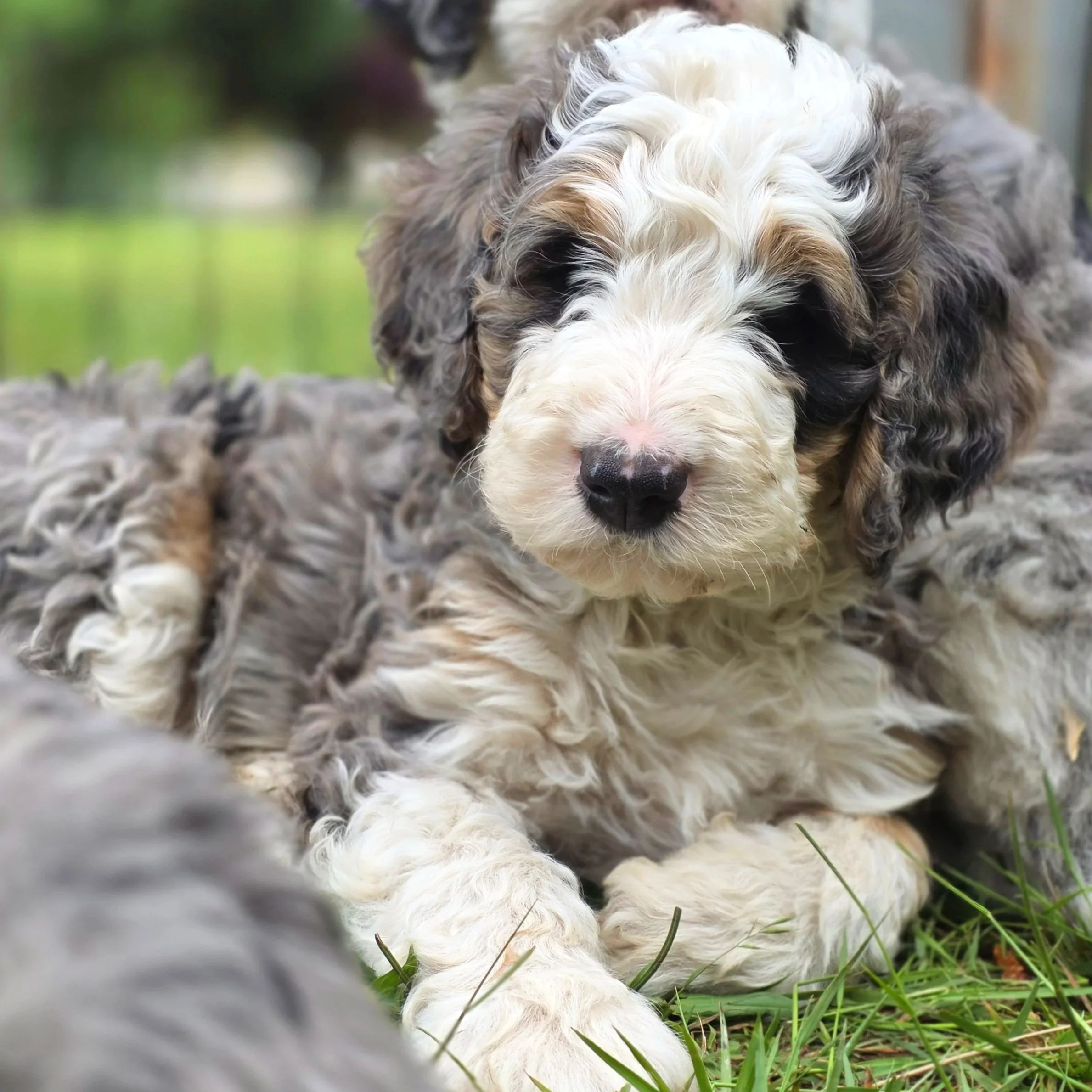Hickory - Male - Reserved