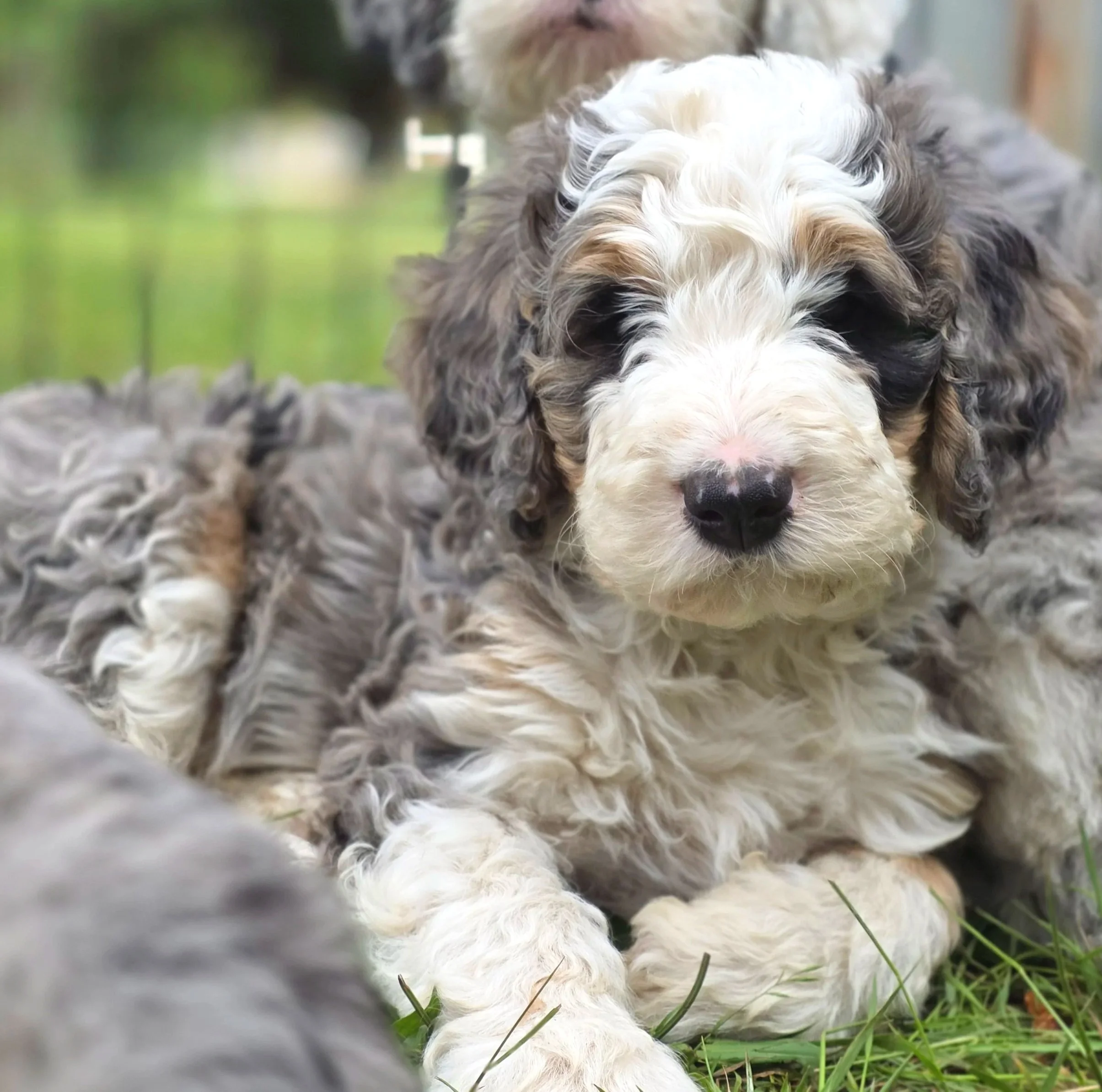 Hickory - Male - Reserved