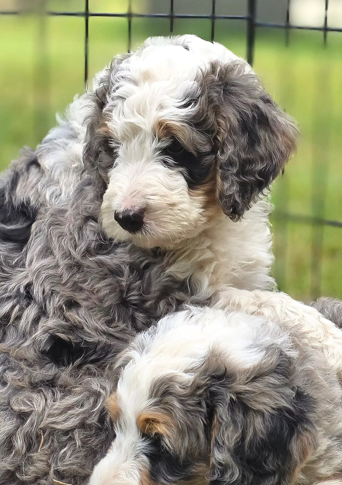 Hickory - Male - Reserved