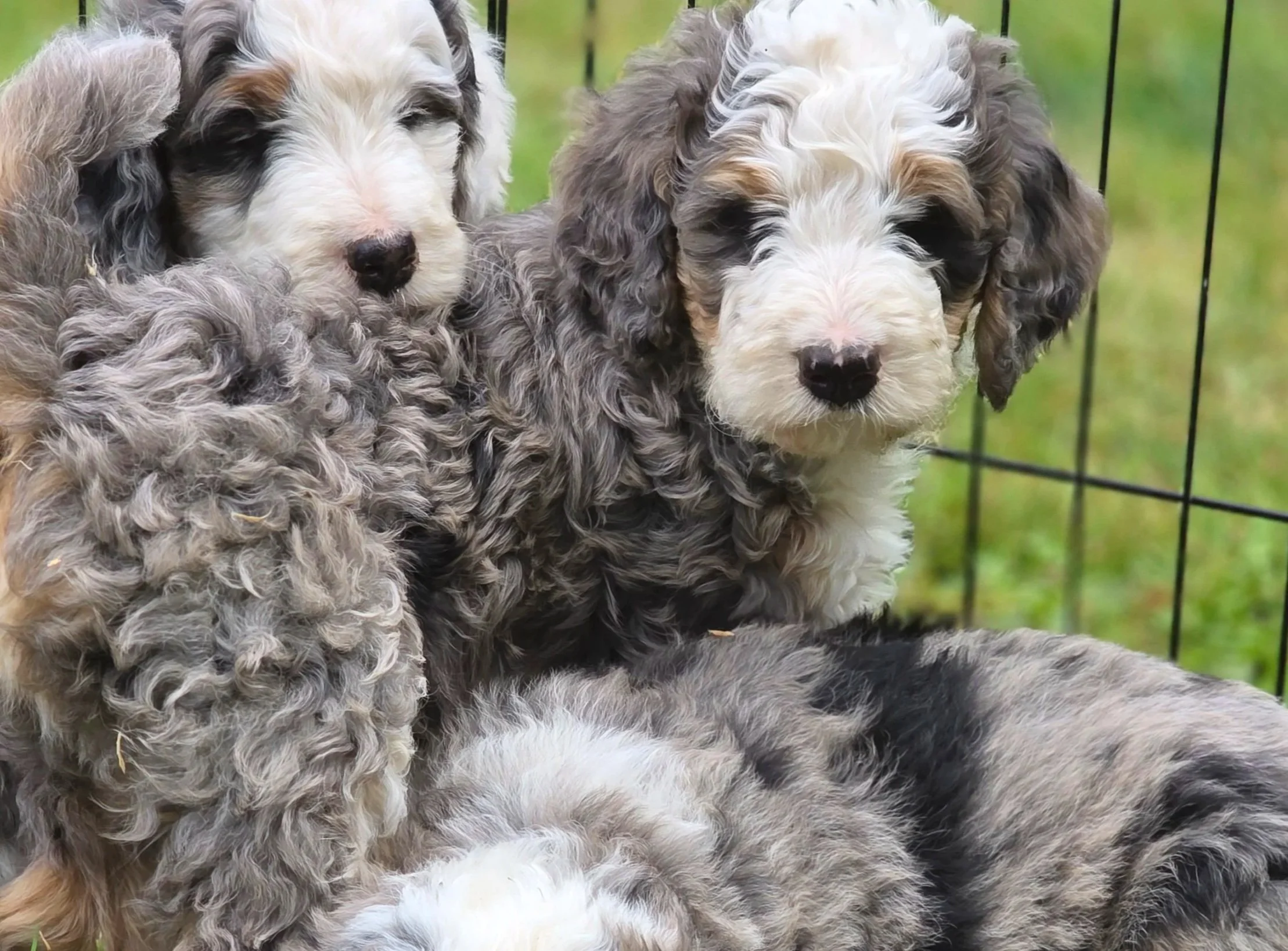 Hickory - Male - Reserved