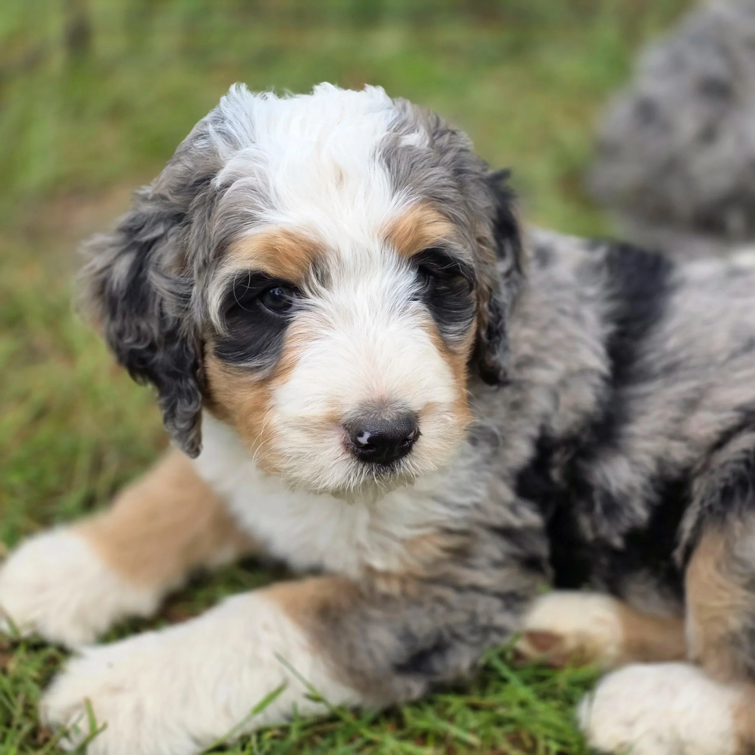 Cal - Male - Reserved