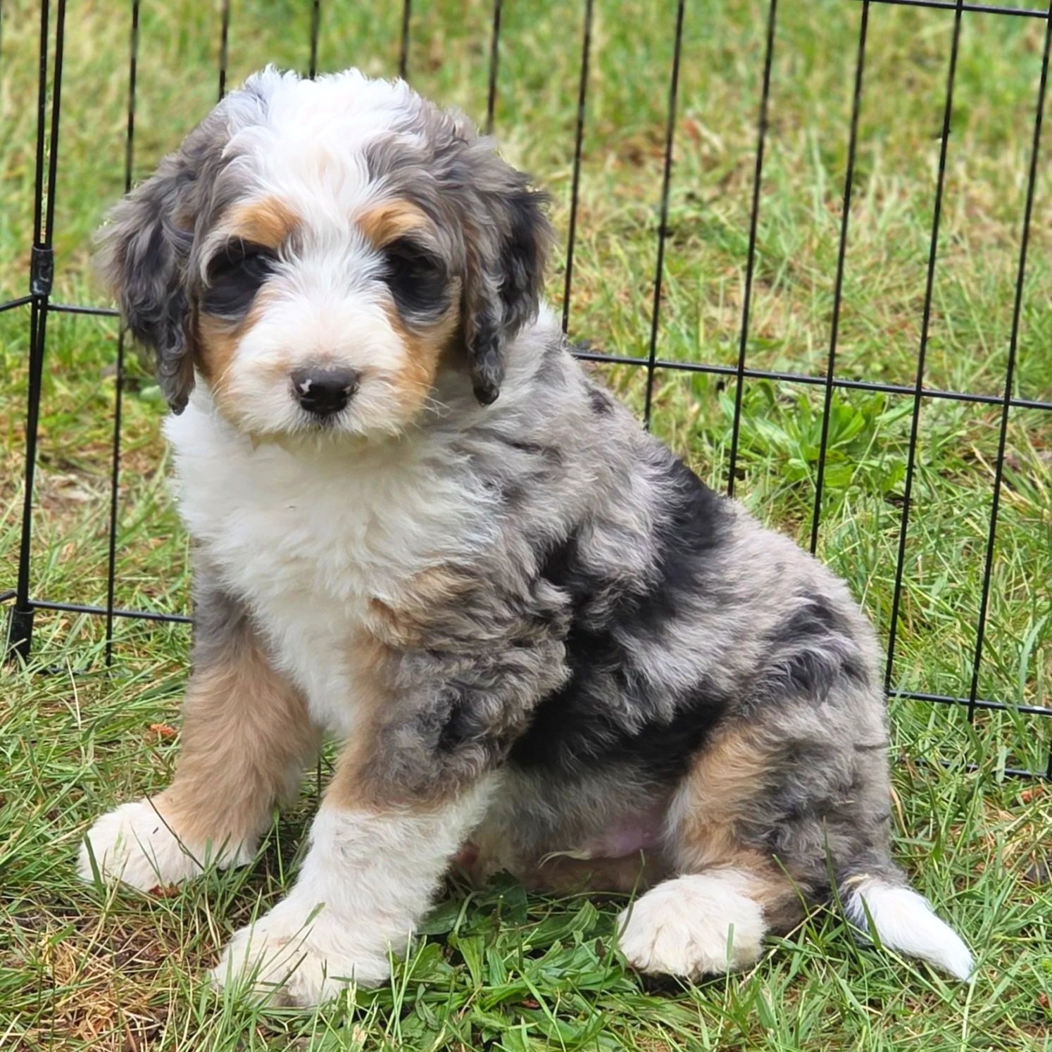 Cal - Male - Reserved