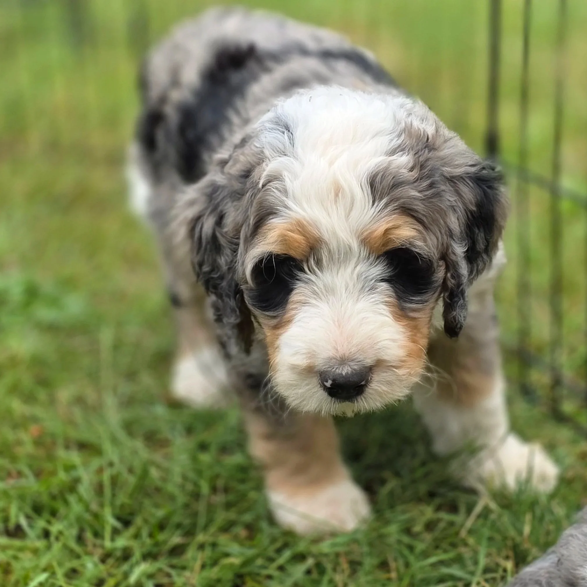 Cal - Male - Reserved