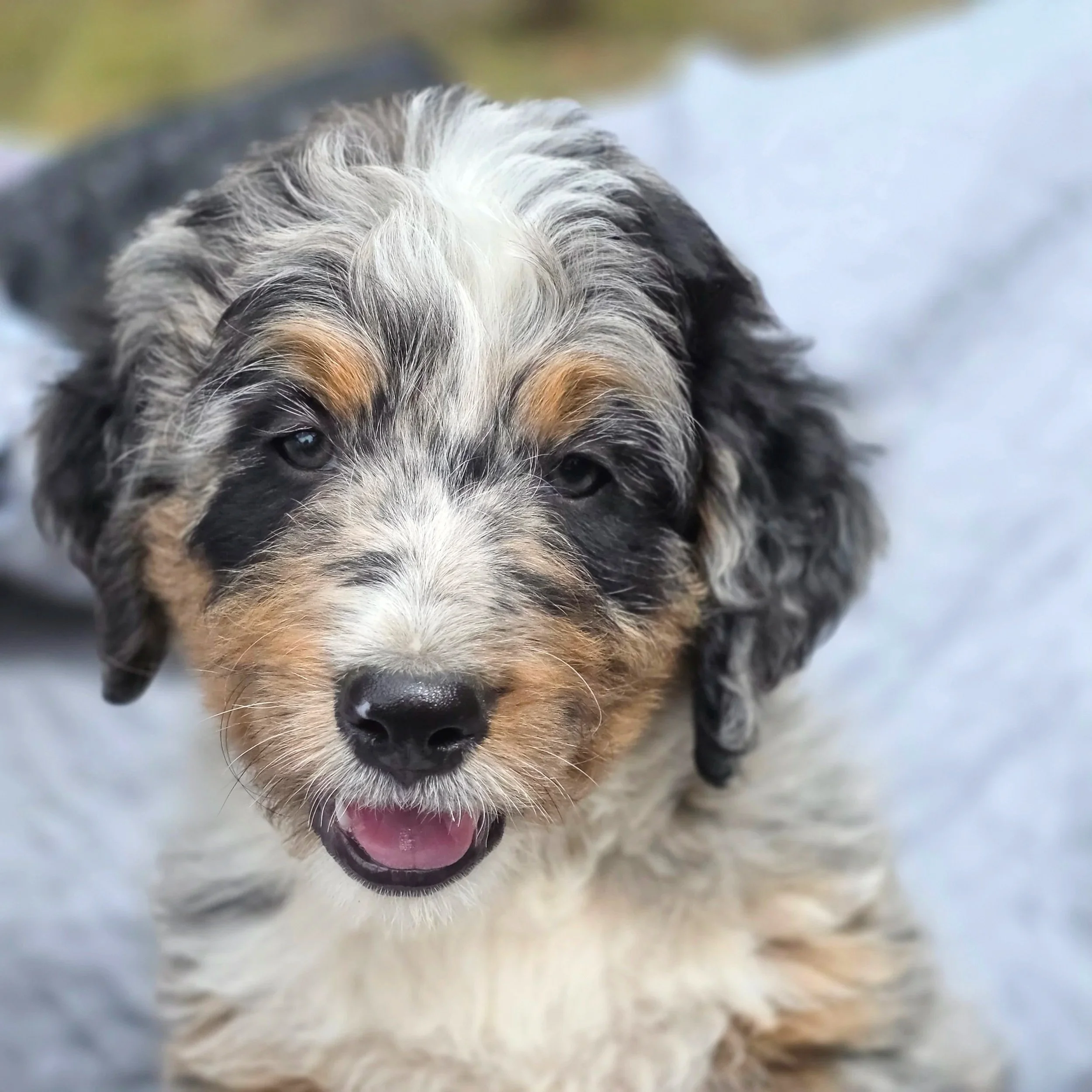 Poppy - Female - Reserved