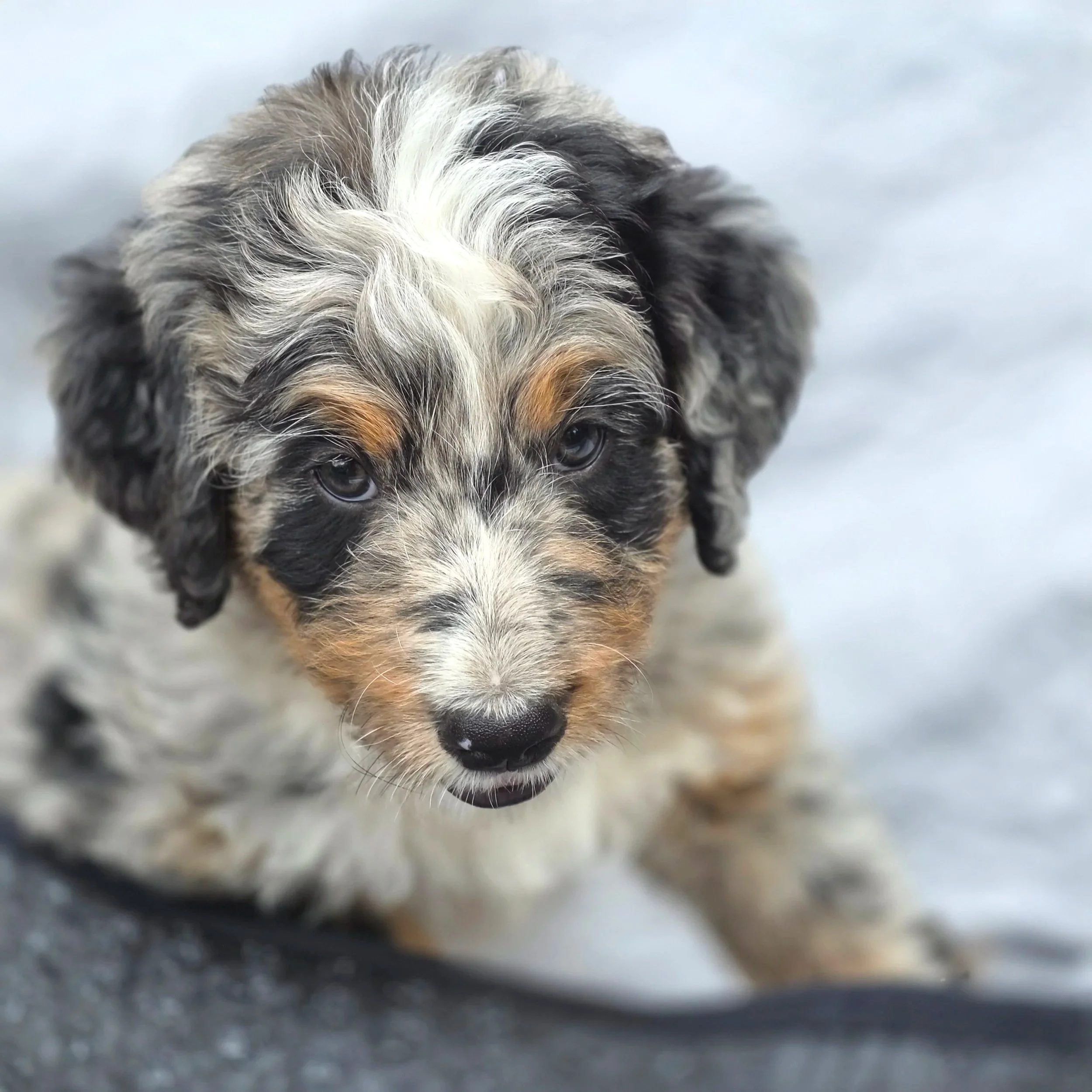 Poppy - Female - Reserved