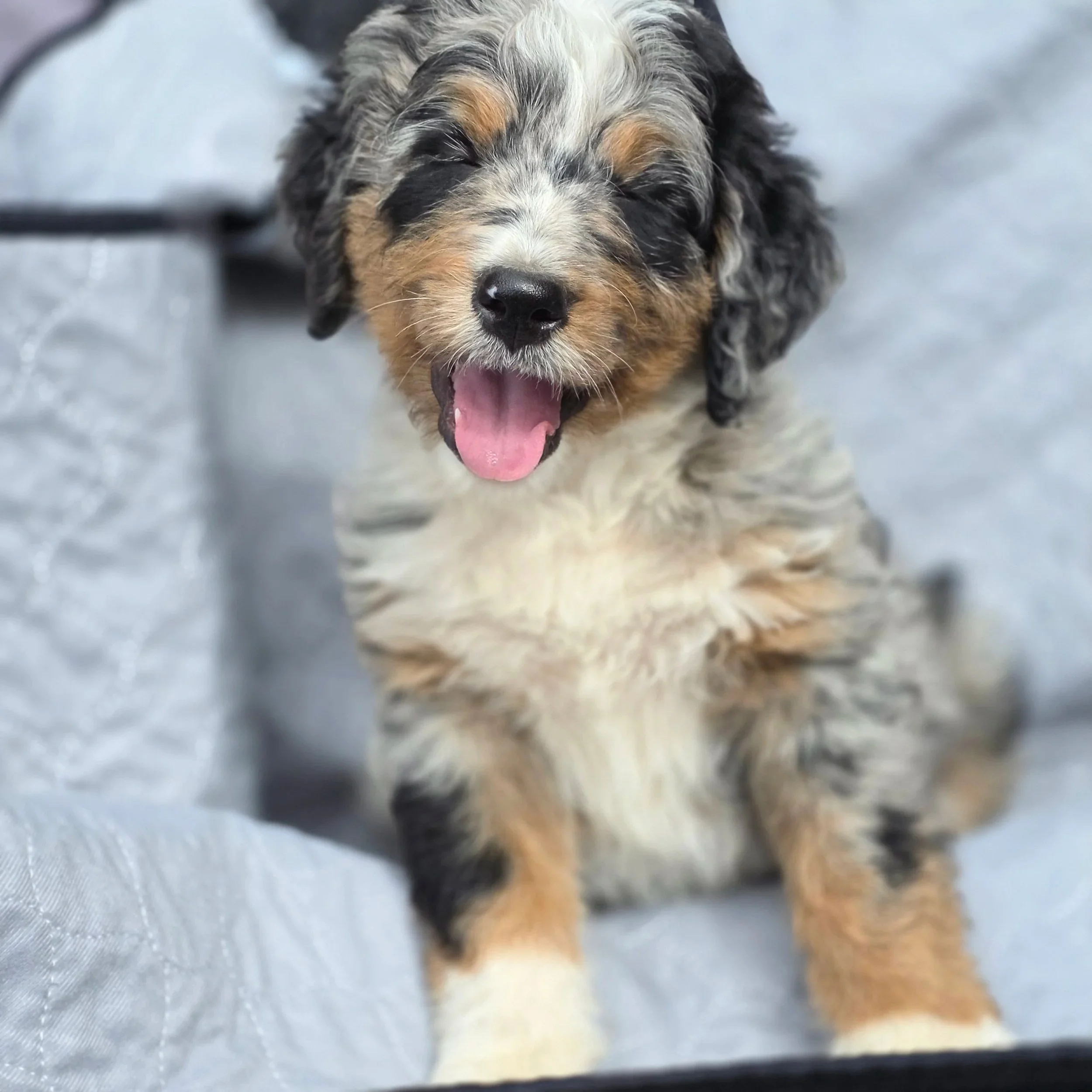Poppy - Female - Reserved