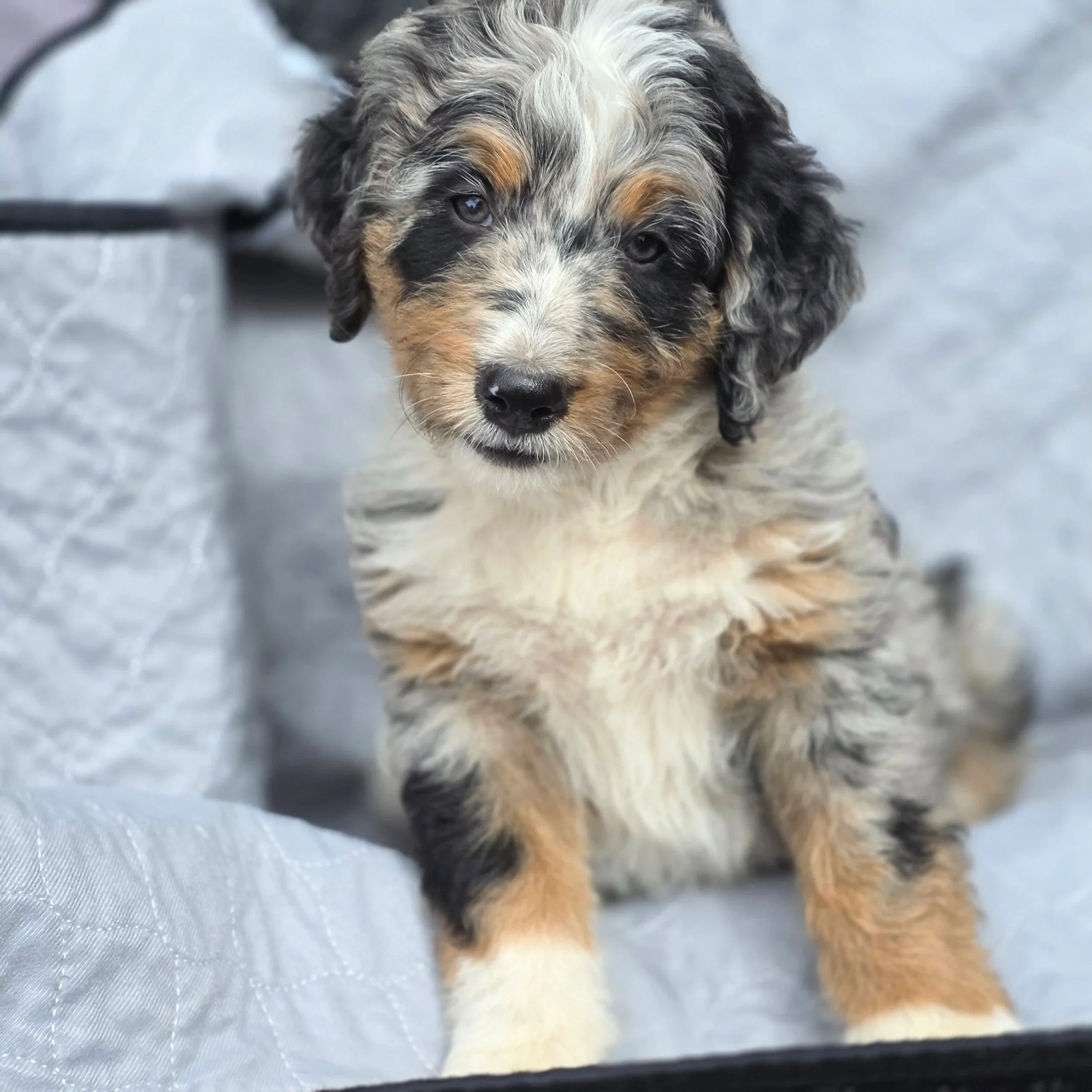 Poppy - Female - Reserved