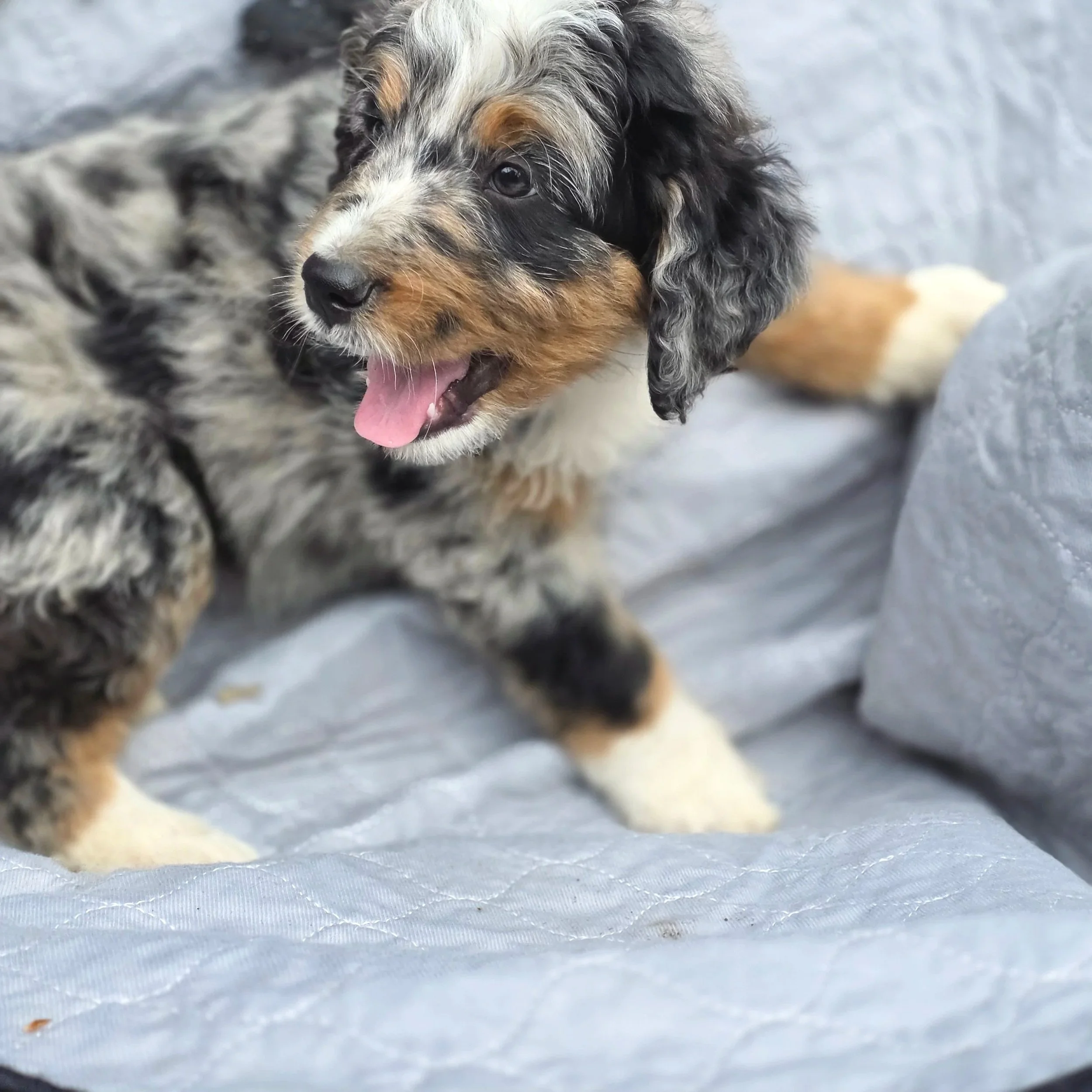 Poppy - Female - Reserved
