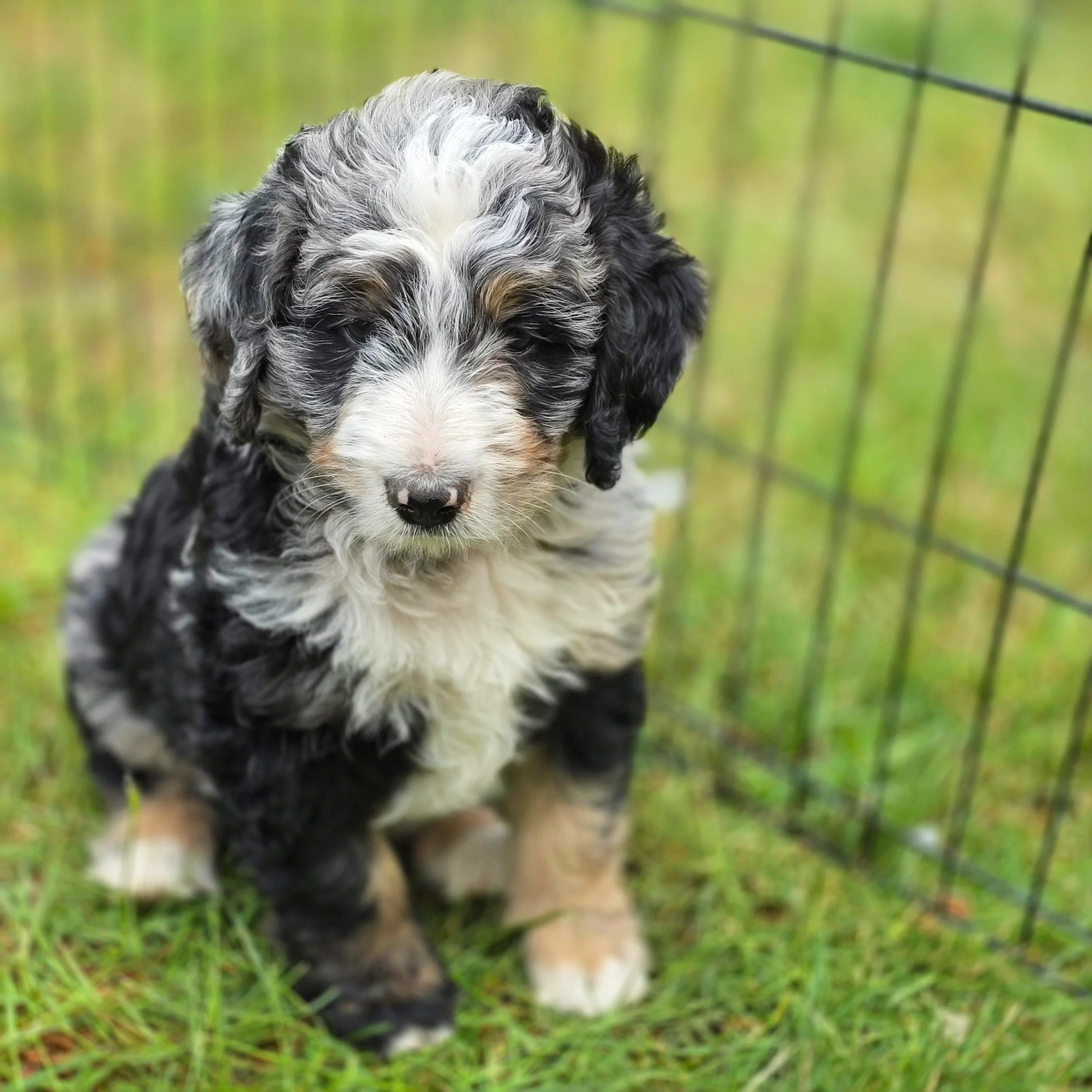 Iris - Female - Reserved